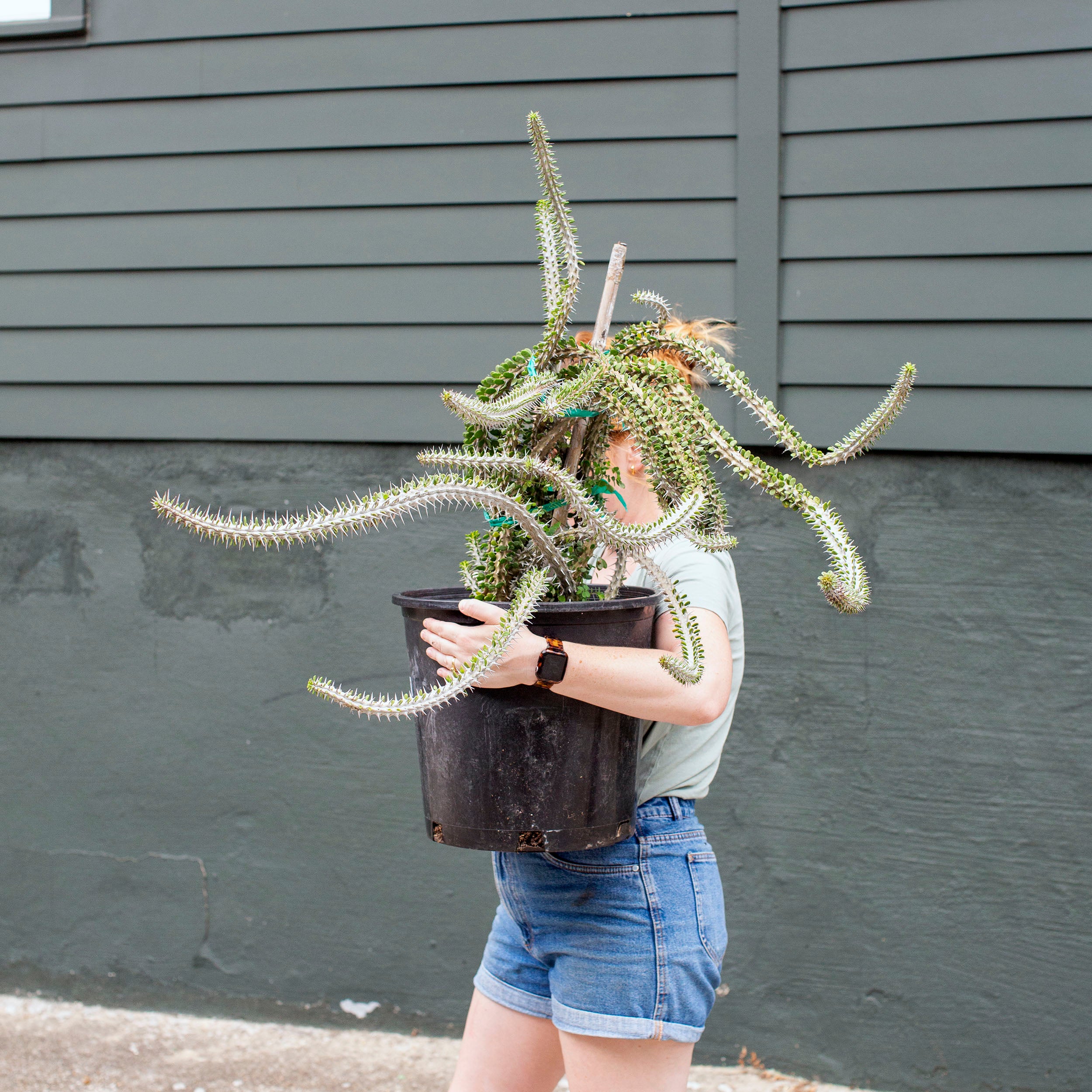 Direct Light Plants The Victorian Atlanta