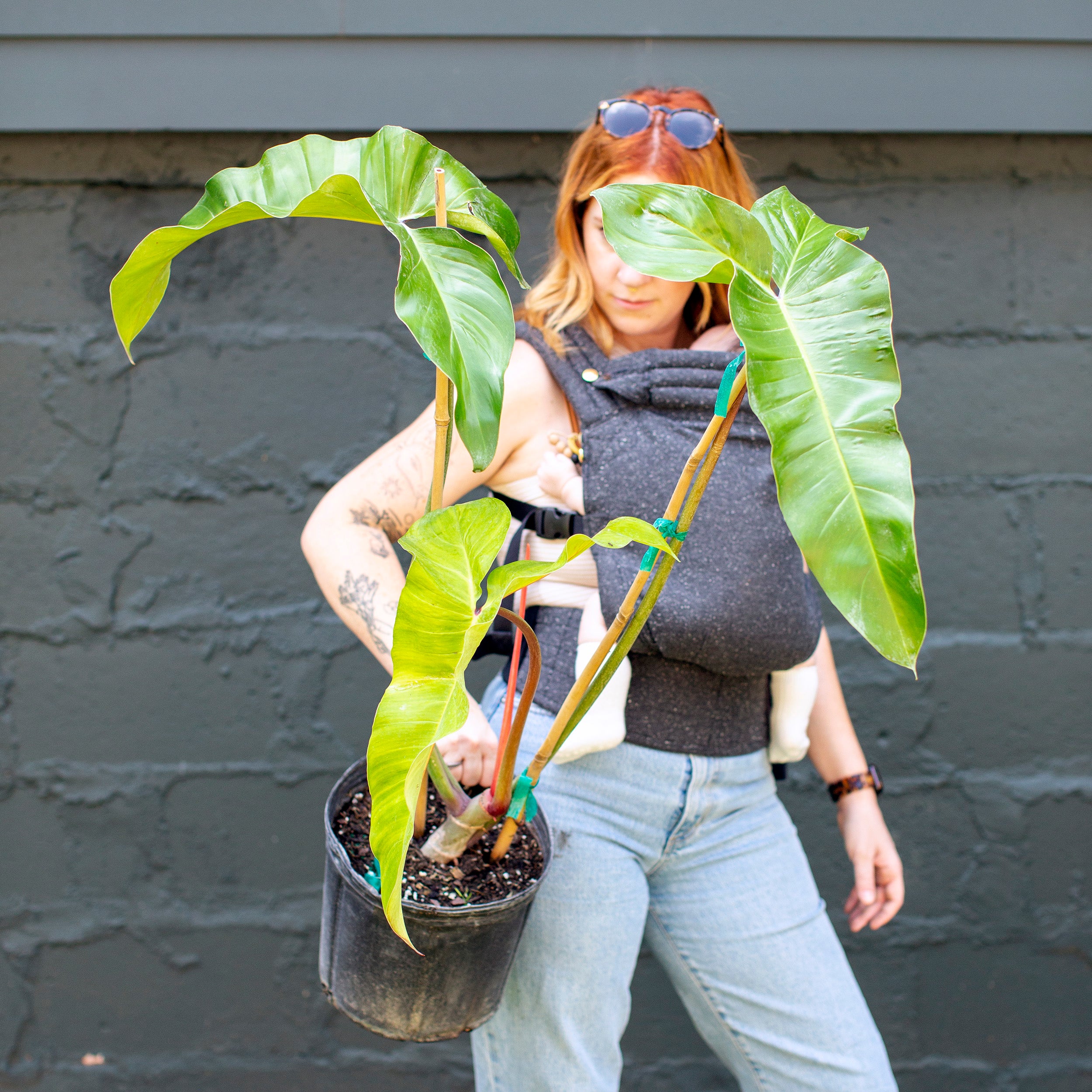 best indoor plants for bright indirect light