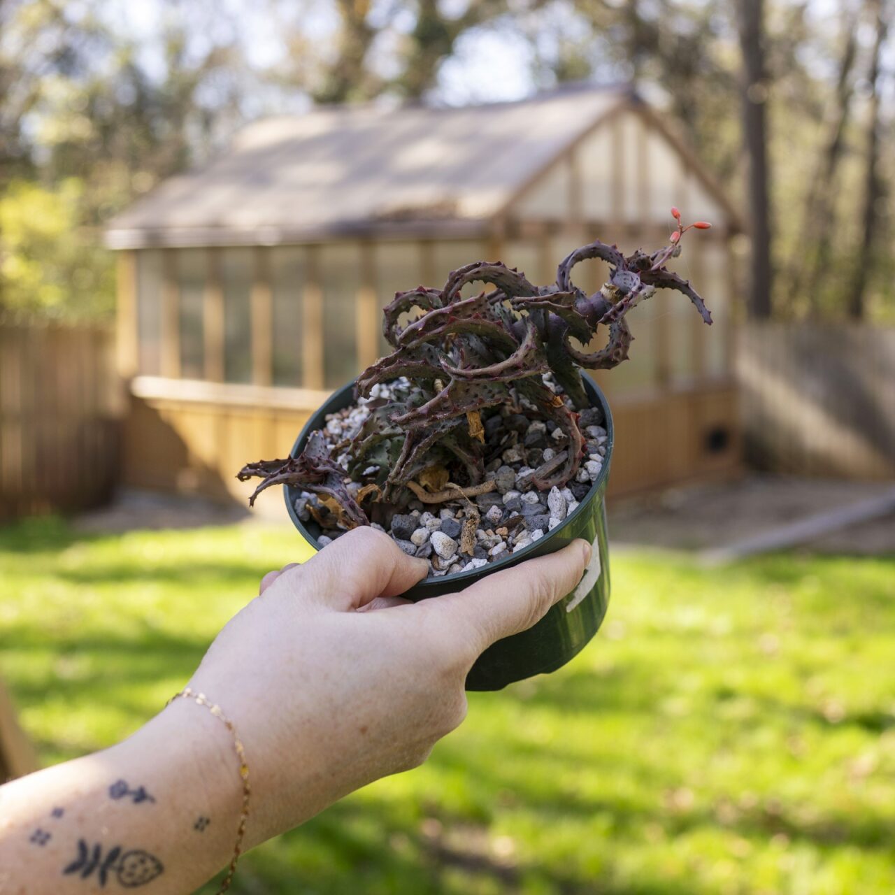 Aloe castilloniae – The Victorian Atlanta