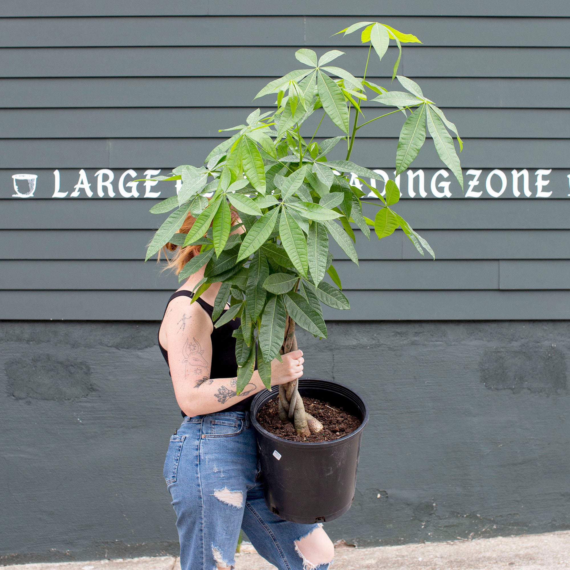 money tree plant large Pachira aquatica 'Money Tree'