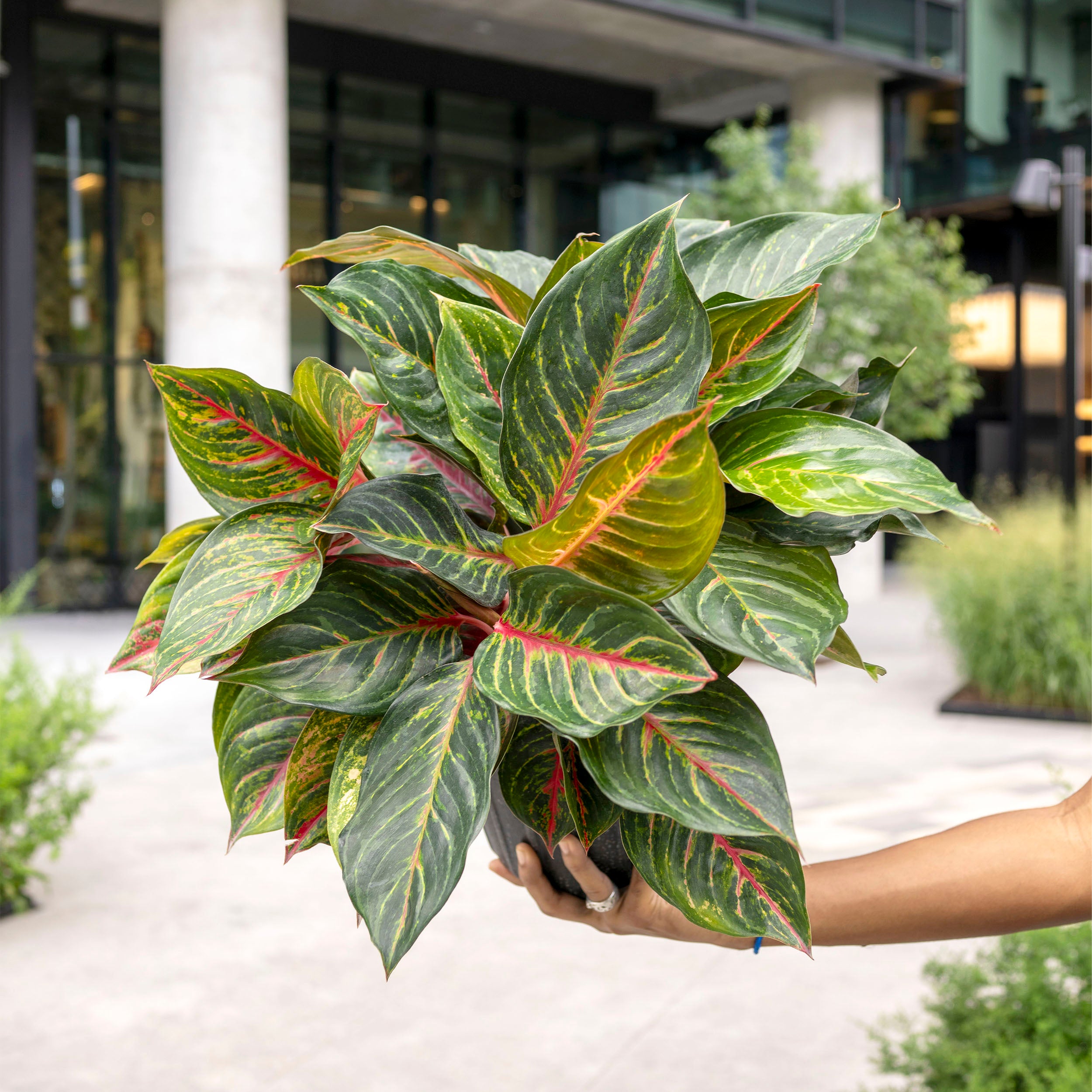 garner aglaonema Aglaonema 'Garnet Coltrane'