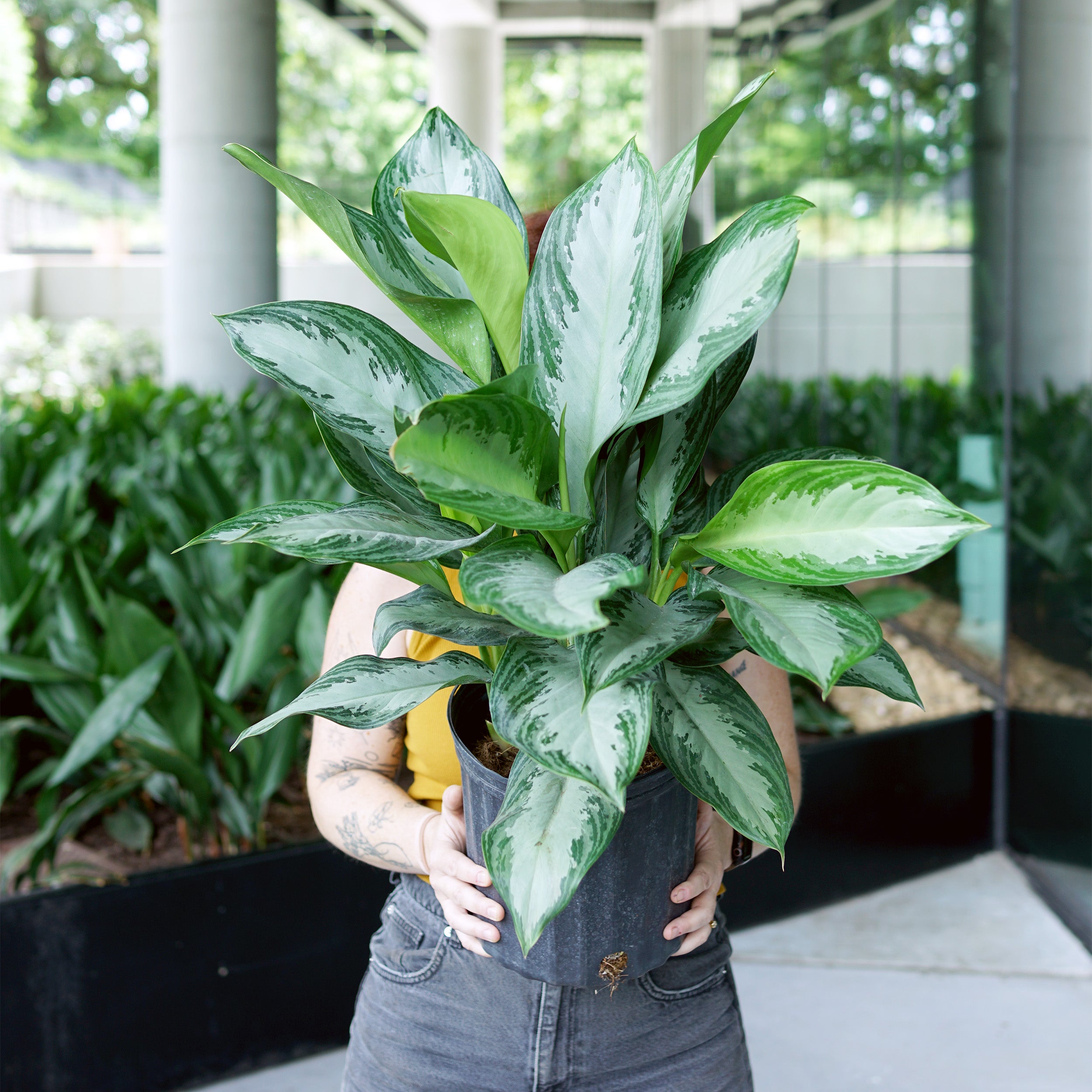 aglaonema 'silver bay Aglaonema 'Silver Bay'