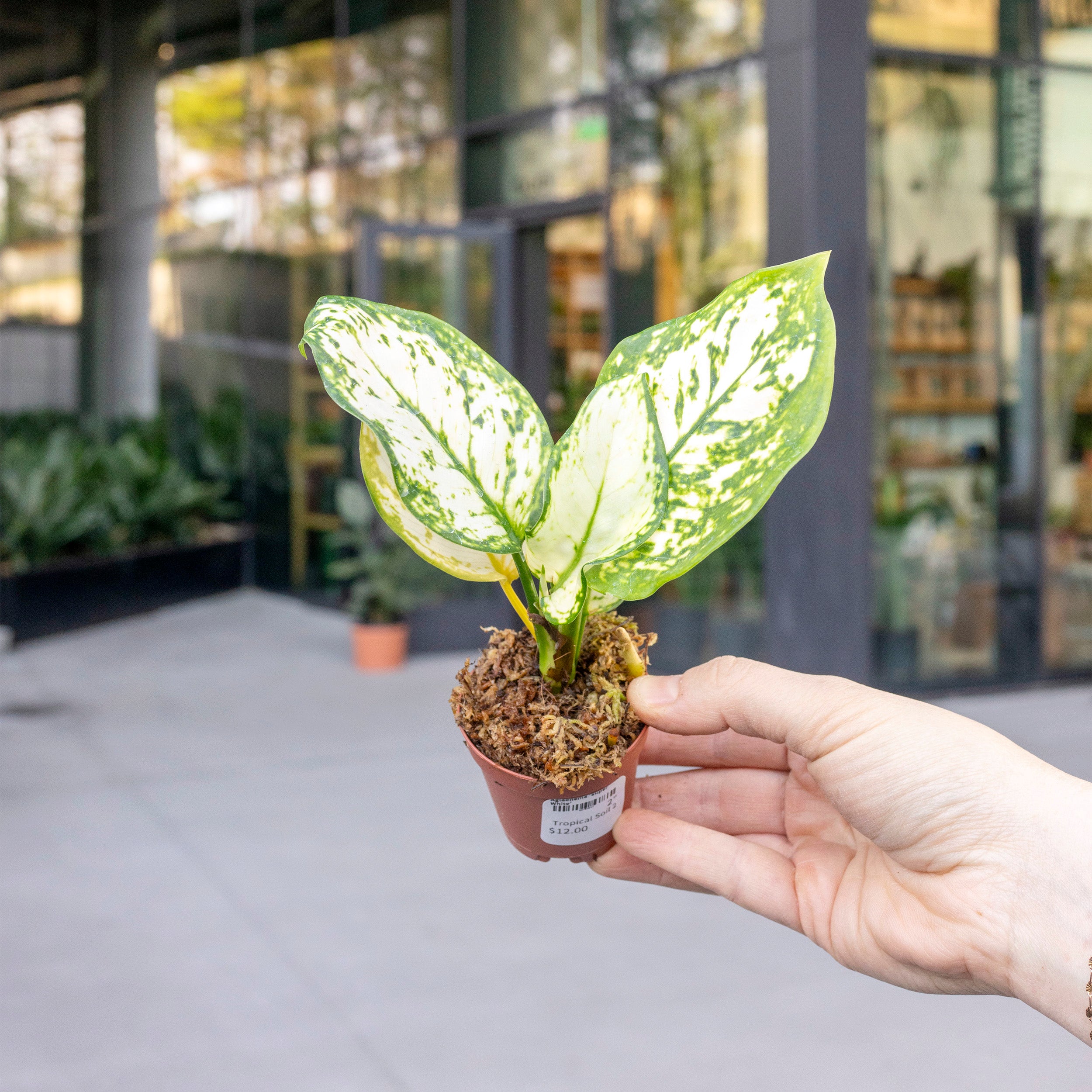 Aglaonema 'Super White' – The Victorian Atlanta