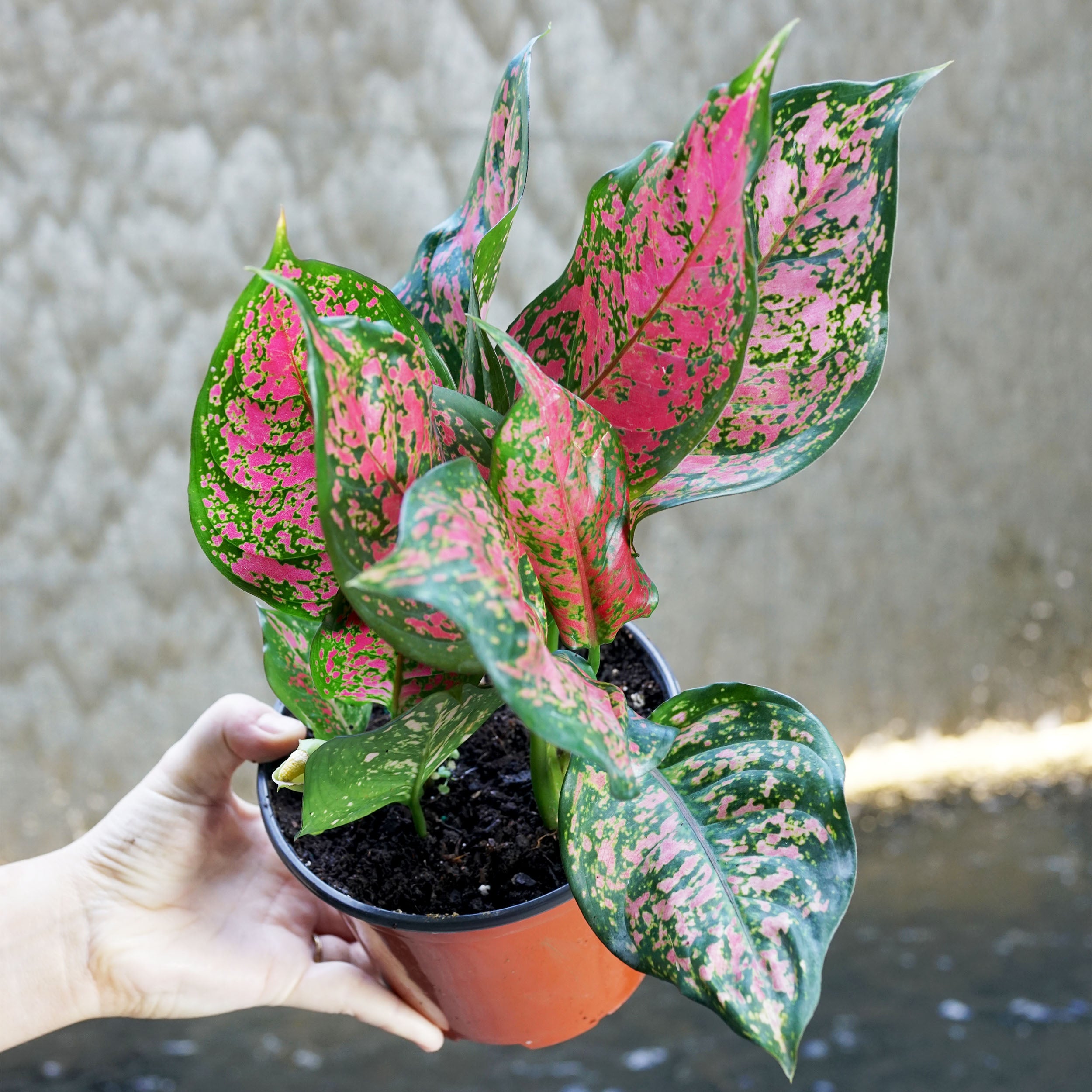 aglaonema are anthophytas Aglaonema 'Wishes'
