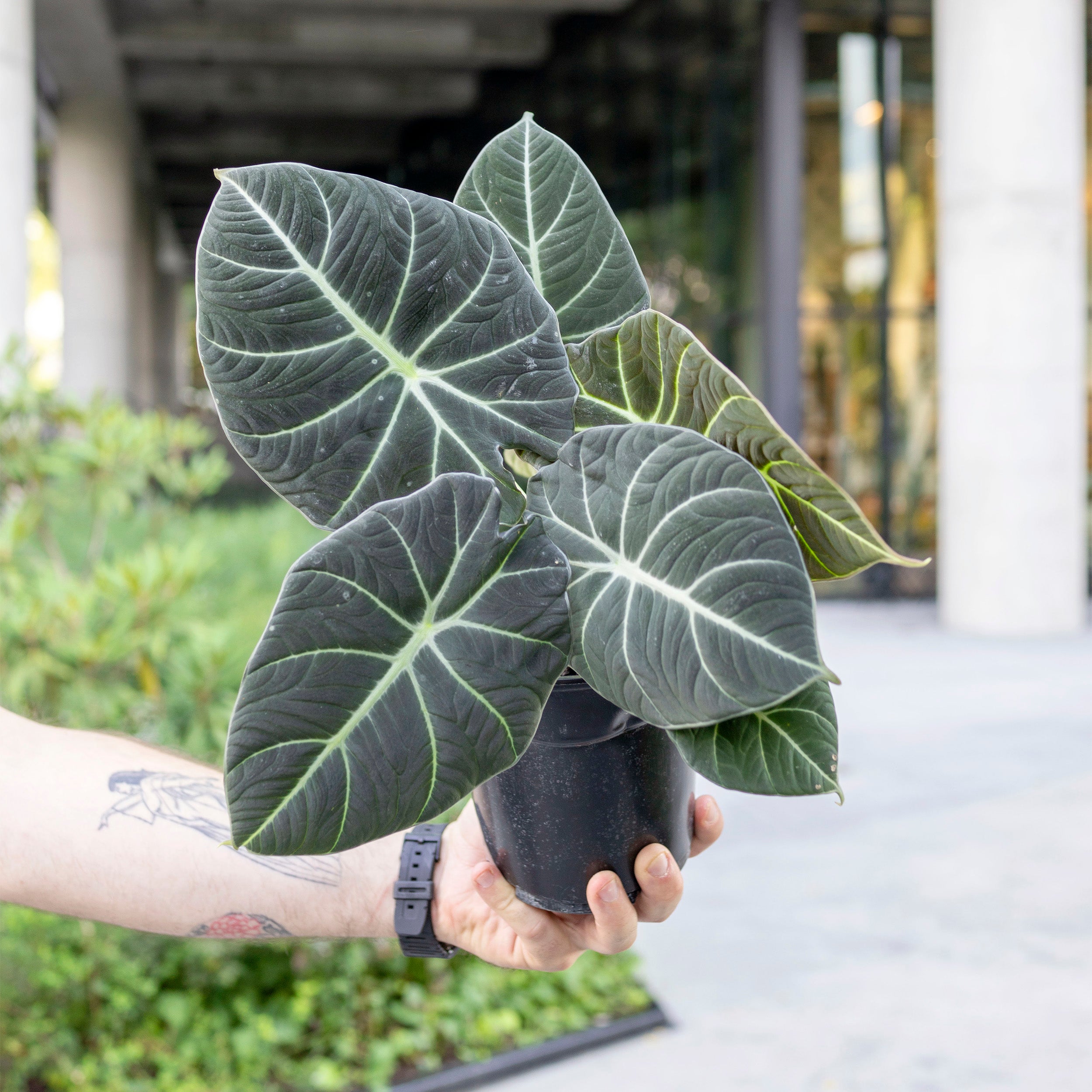 Alocasia reginula 'Black Velvet' – The Victorian Atlanta
