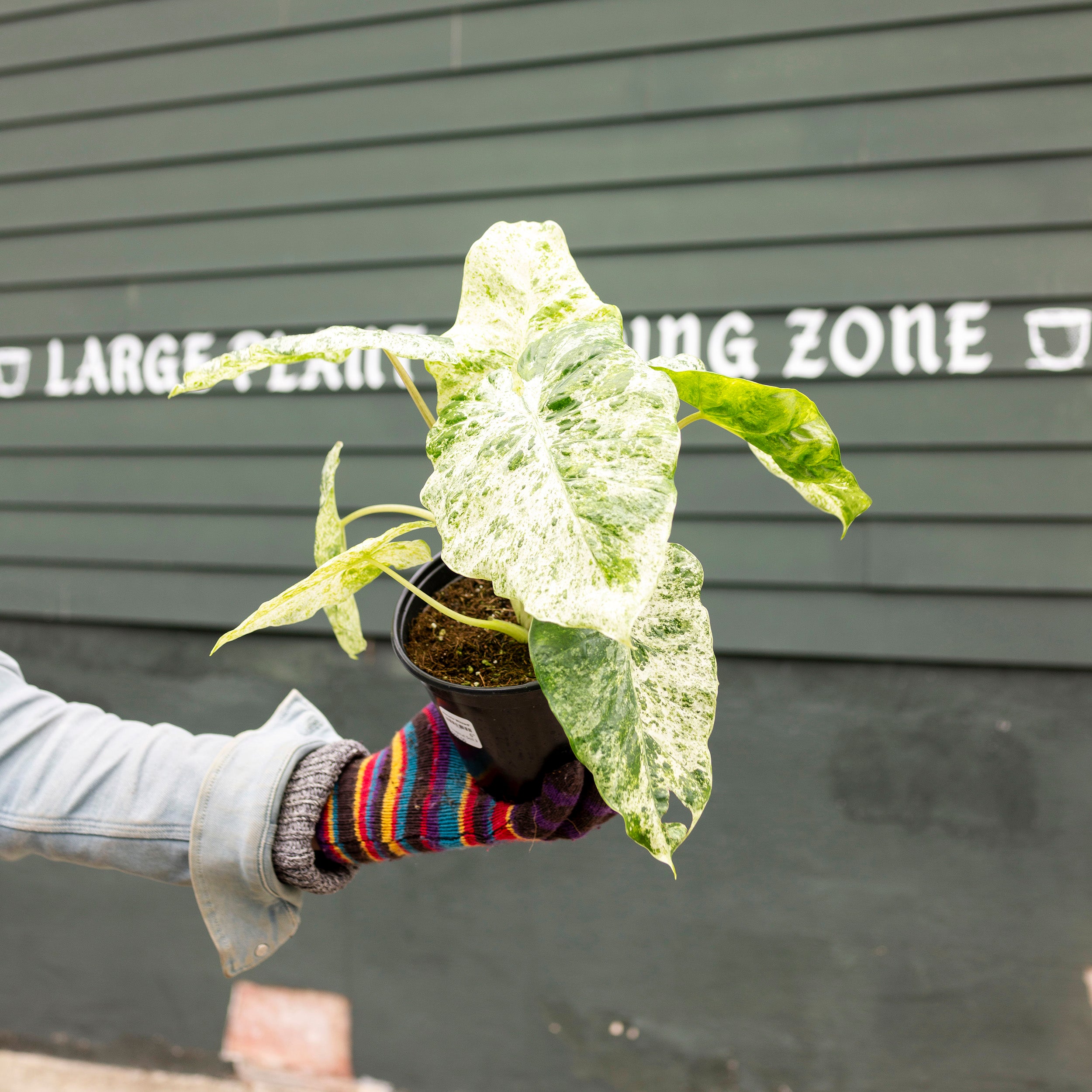 Alocasia 'Blizzard' – The Victorian Atlanta