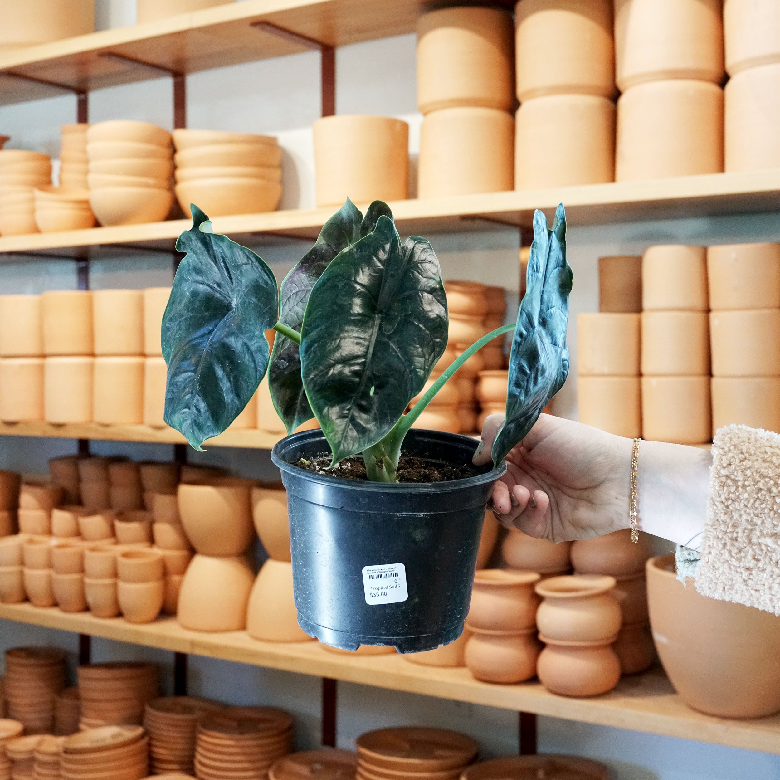 Alocasia 'Green Unicorn' (azlanii x 'Dragon Scale') – The