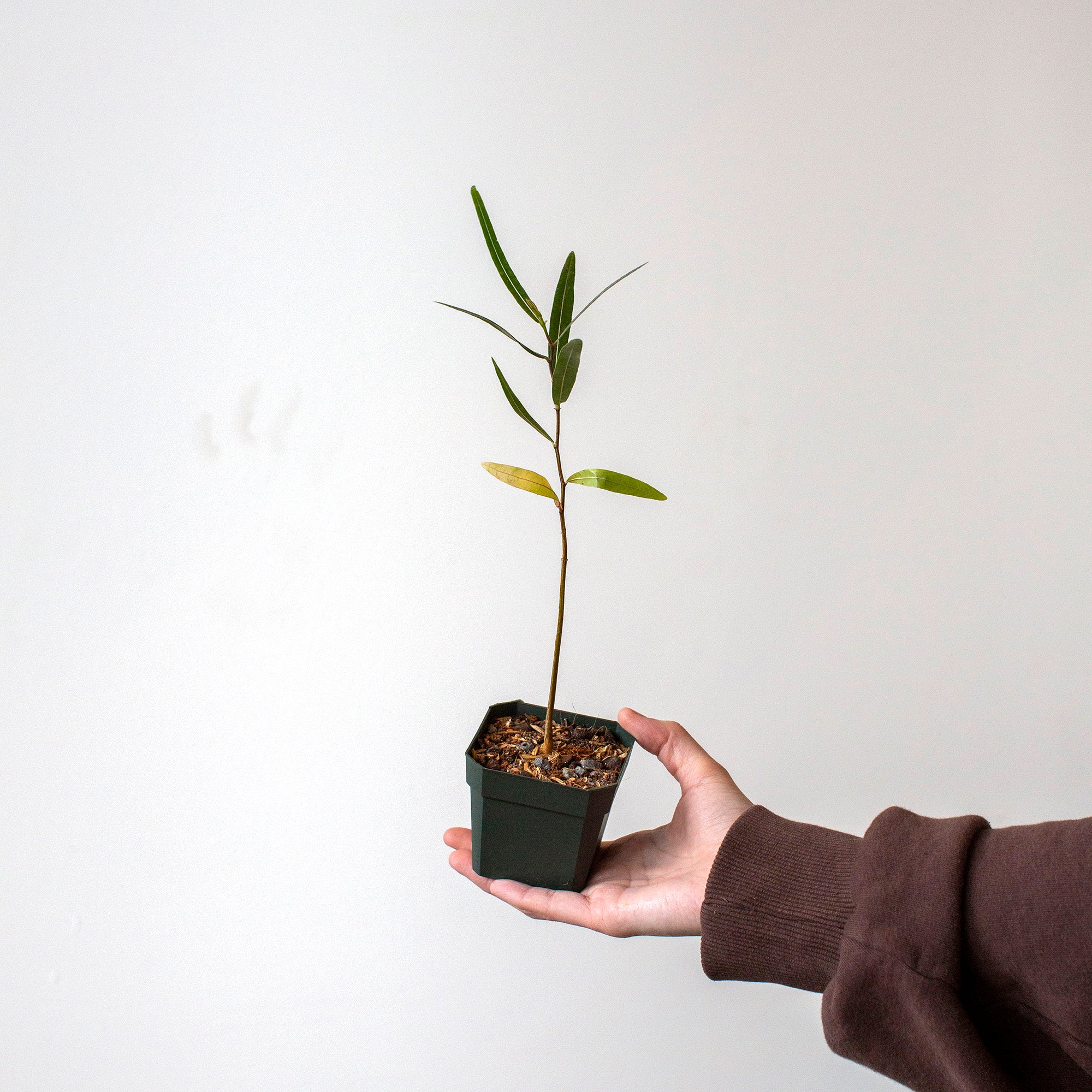 Brachychiton rupestris (Queensland Bottle Tree) The Victorian Atlanta