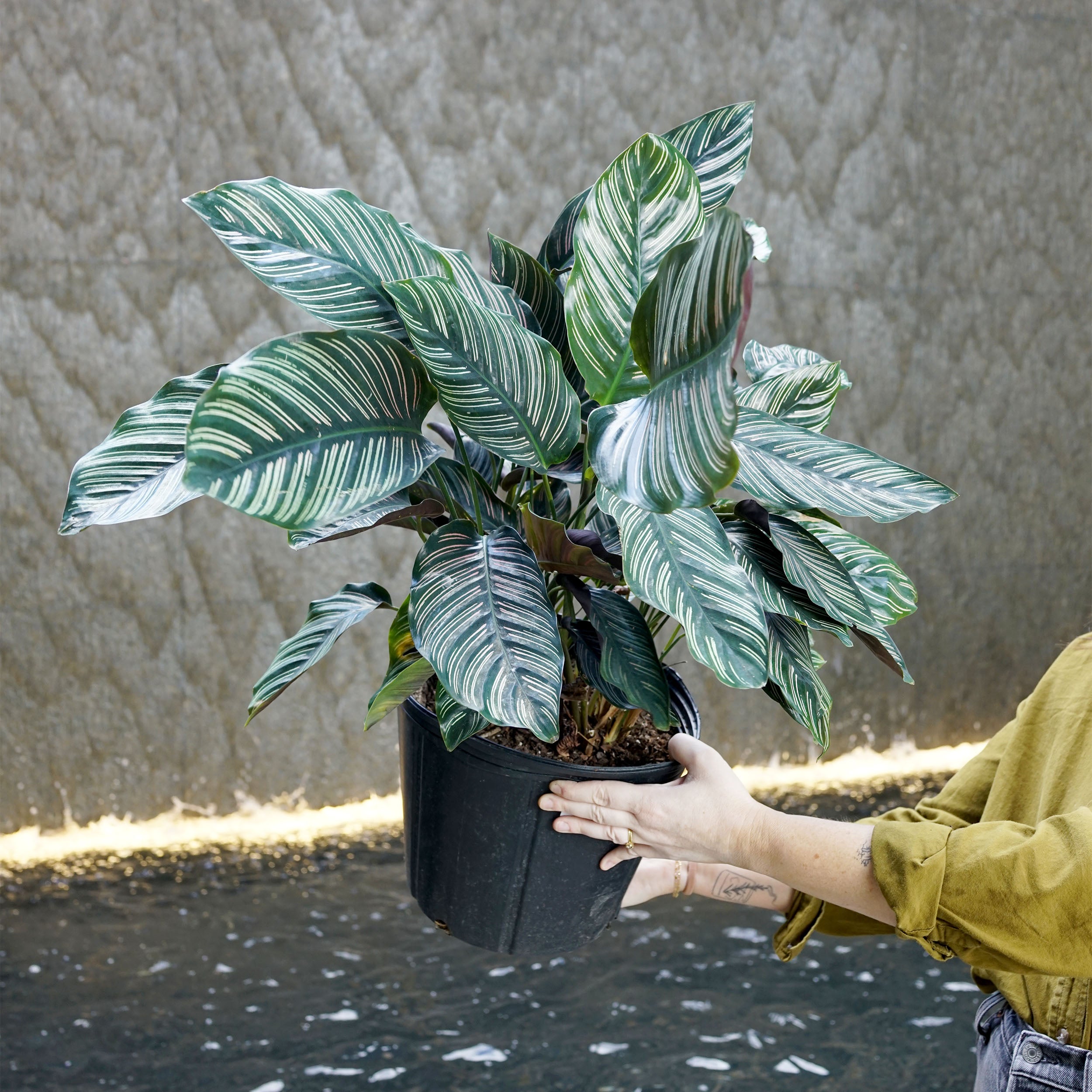 Calathea ornata (Pinstripe Calathea)