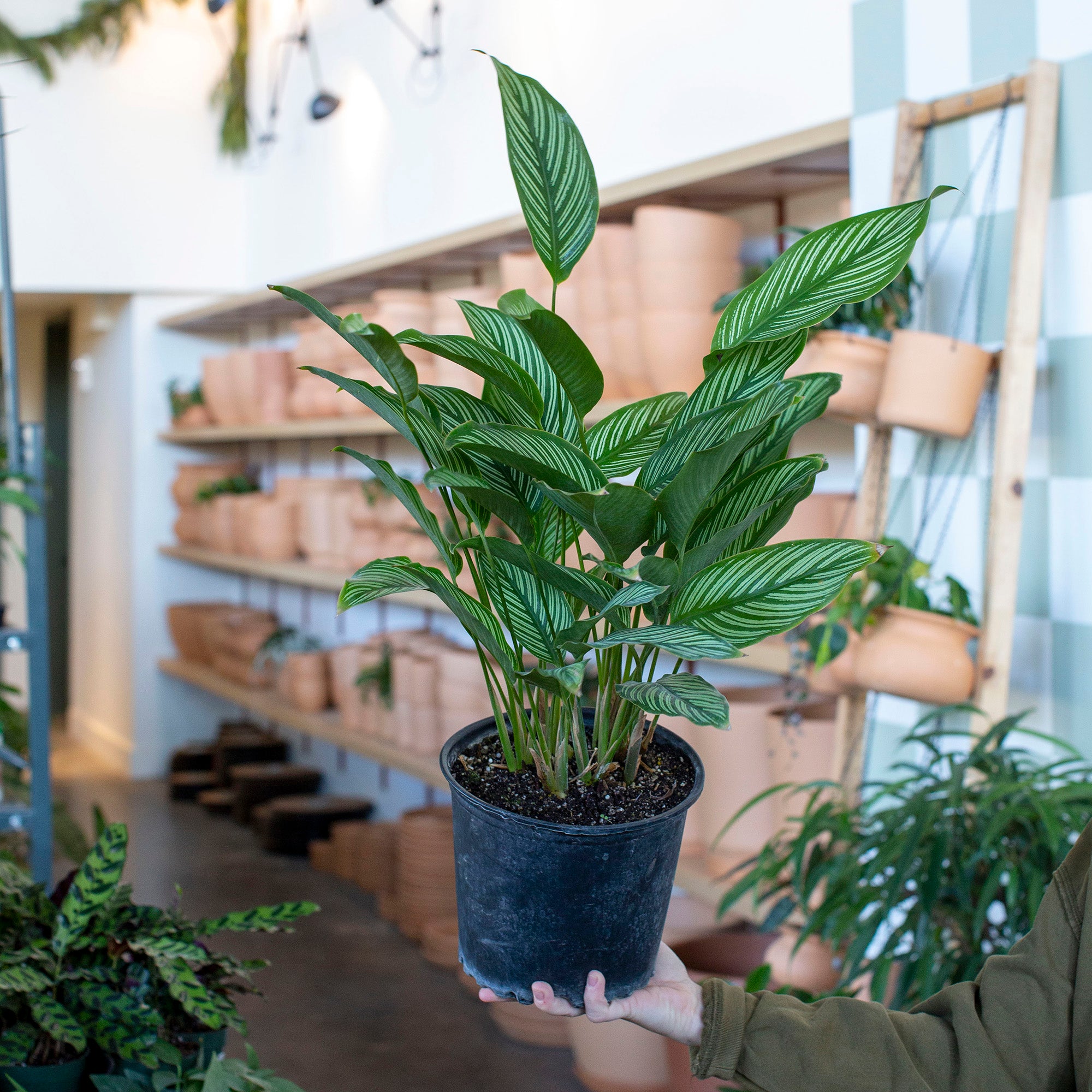 Calathea vittata – The Victorian Atlanta
