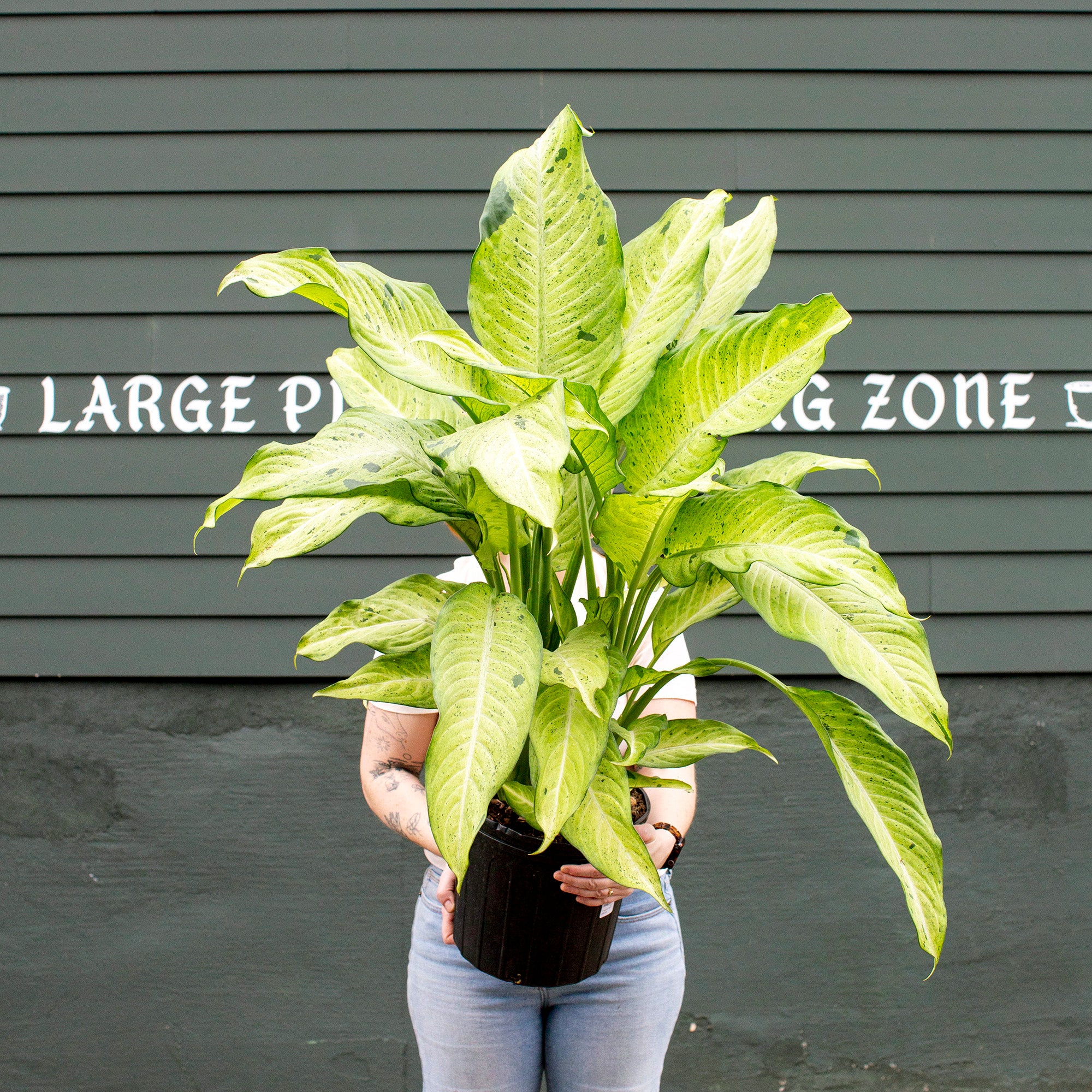 Dieffenbachia 'Camouflage' – The Victorian Atlanta