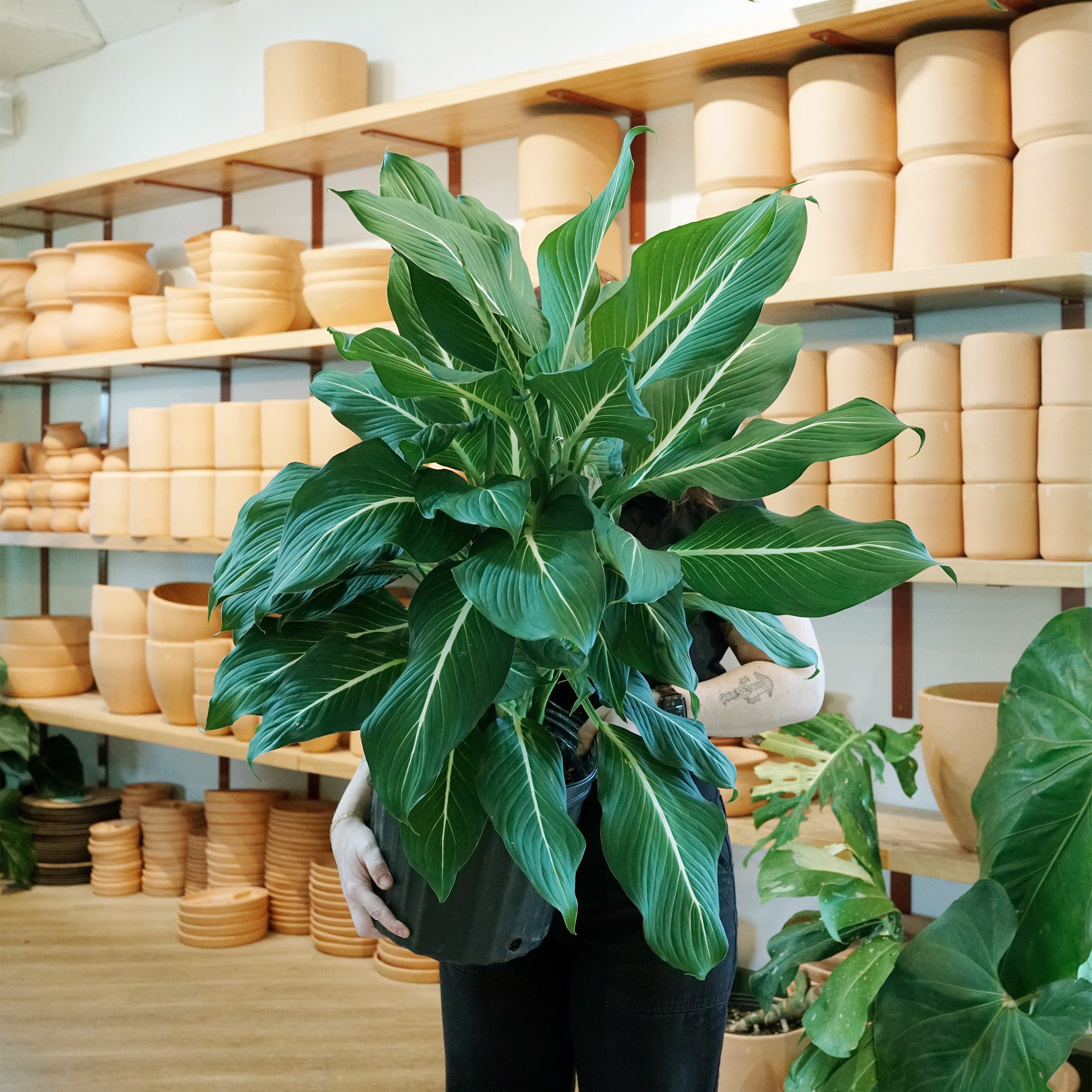 dieffenbachia sterling care Dieffenbachia 'Sterling' – The Victorian Atlanta