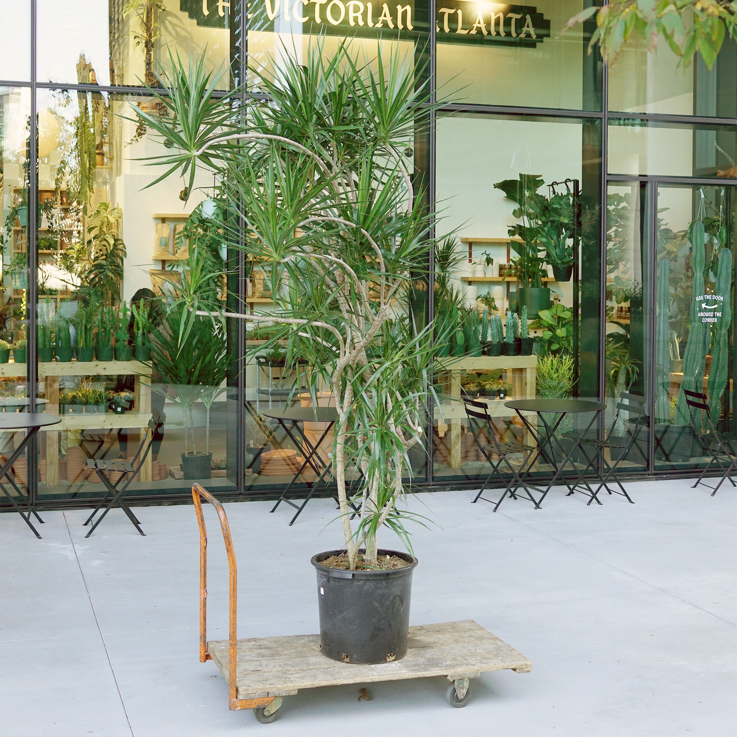 Dracaena marginata – The Victorian Atlanta