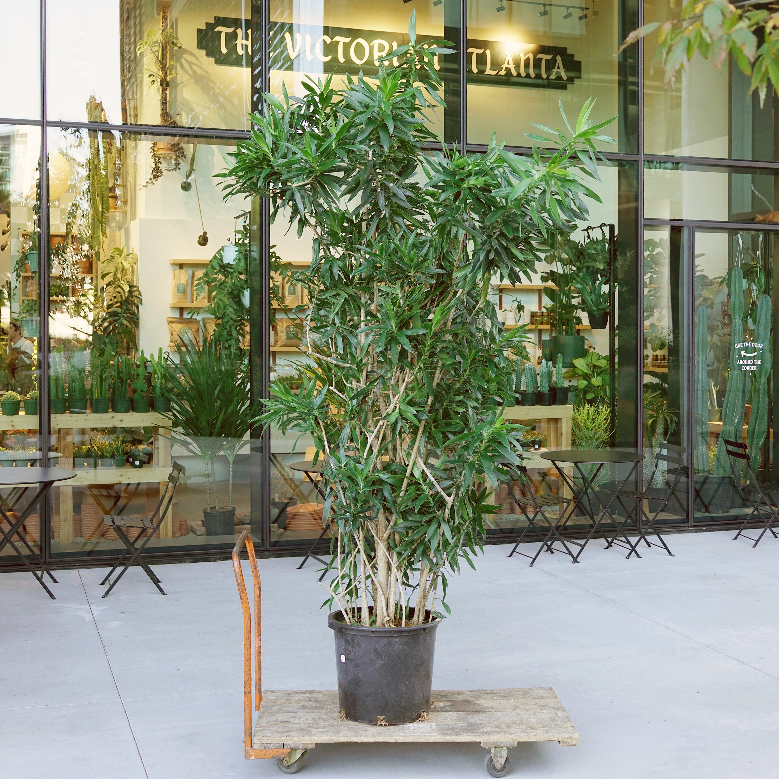 Dracaena reflexa