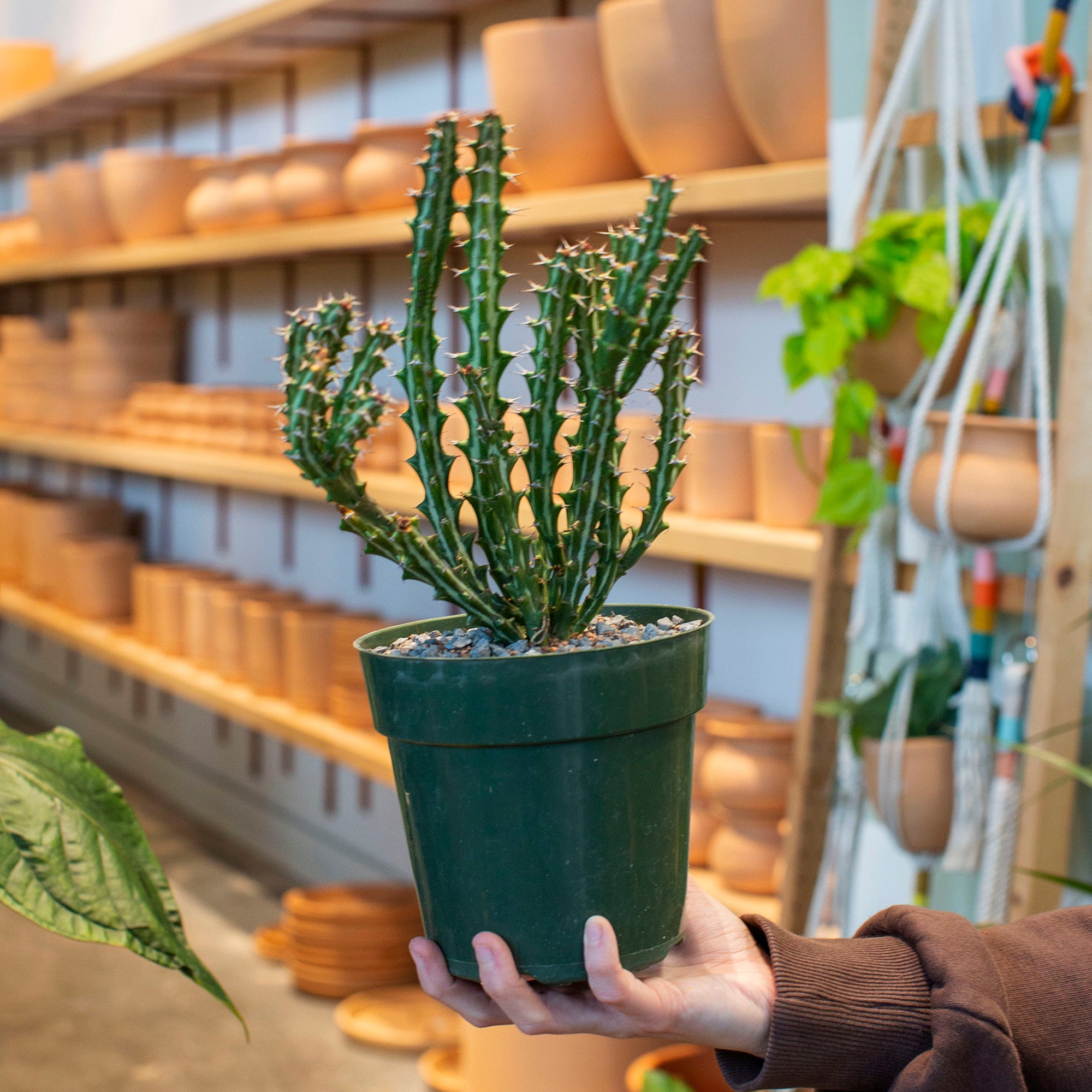 Euphorbia knuthii – The Victorian Atlanta