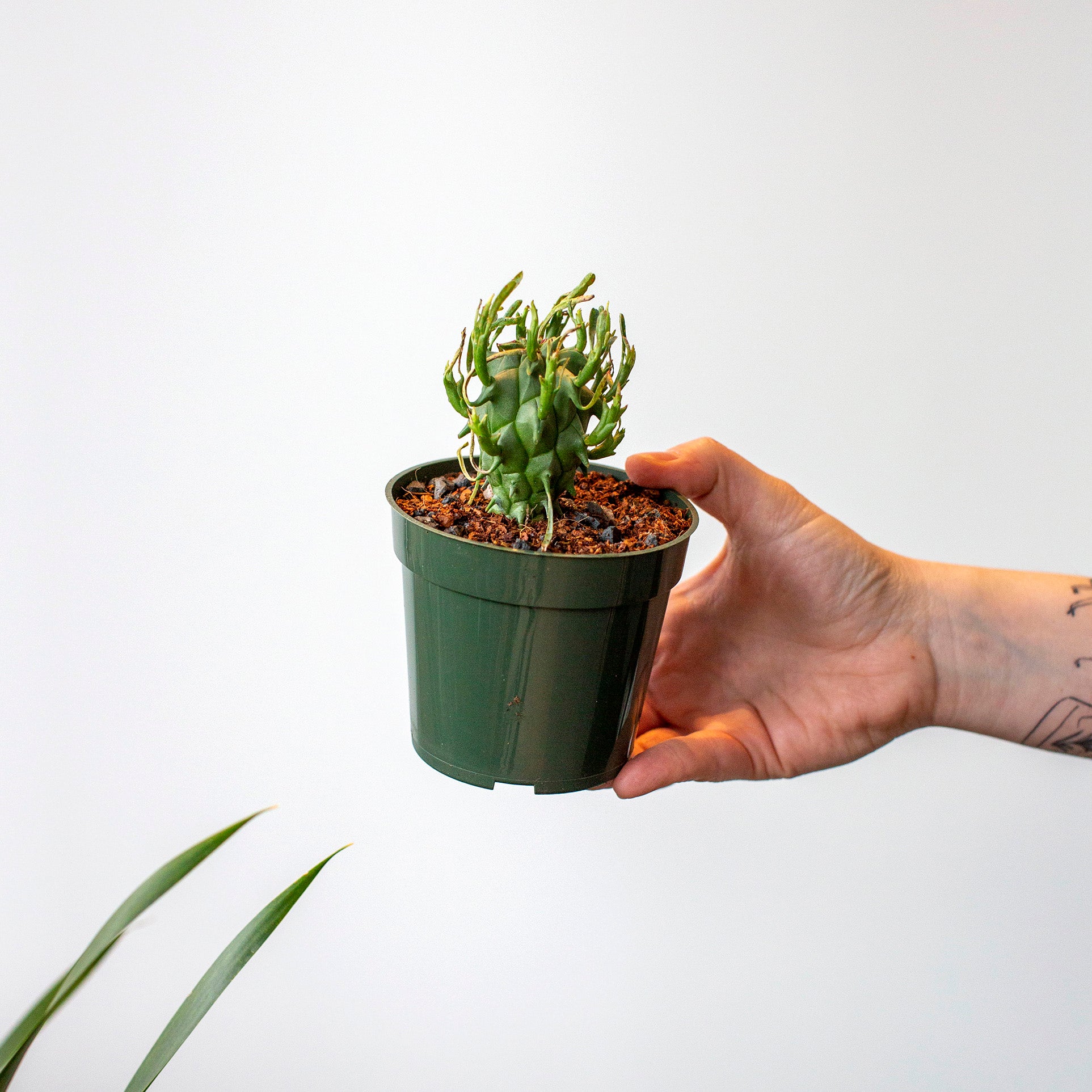 Euphorbia schoenlandii – The Victorian Atlanta