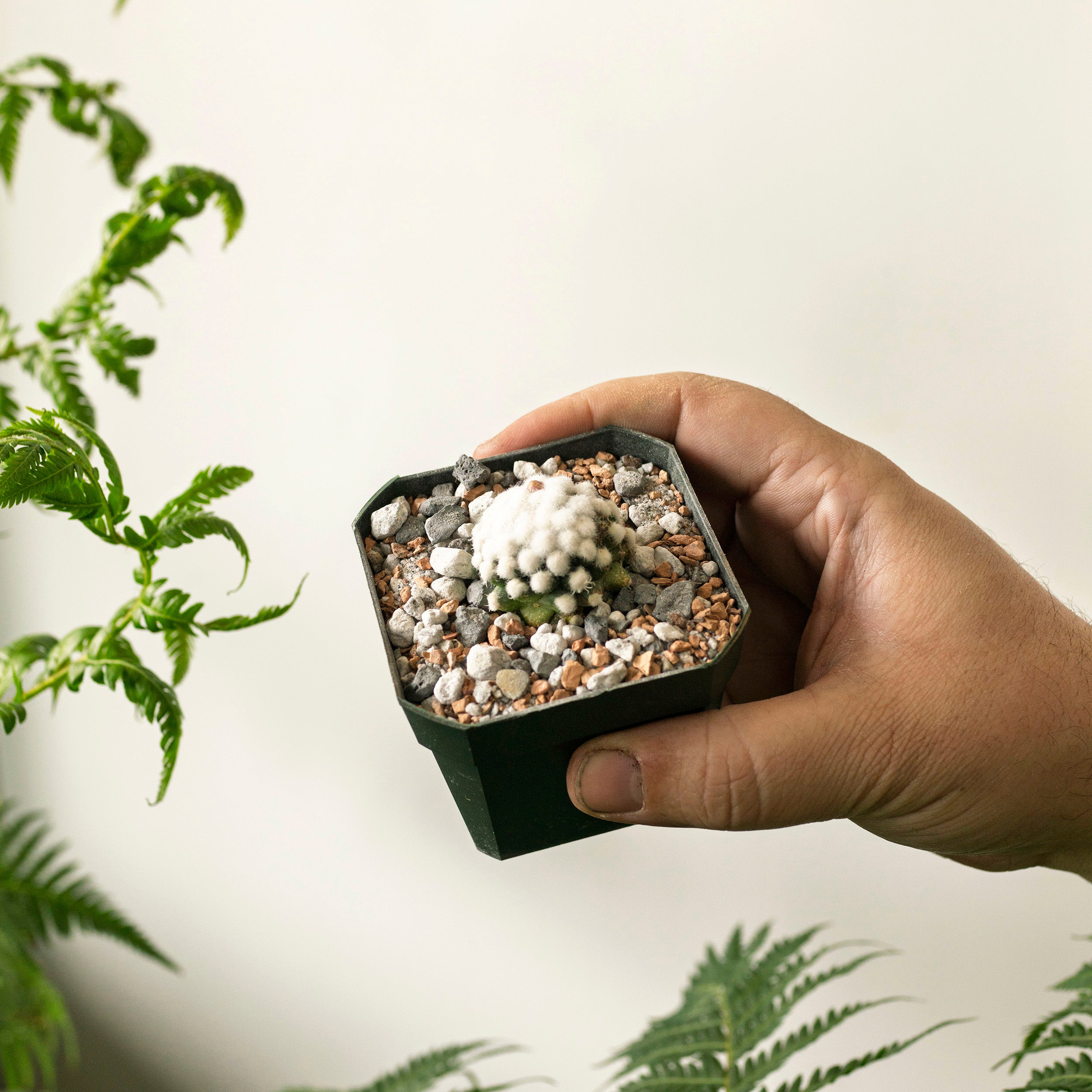 Mammillaria gracilis cv. oruga – The Victorian Atlanta