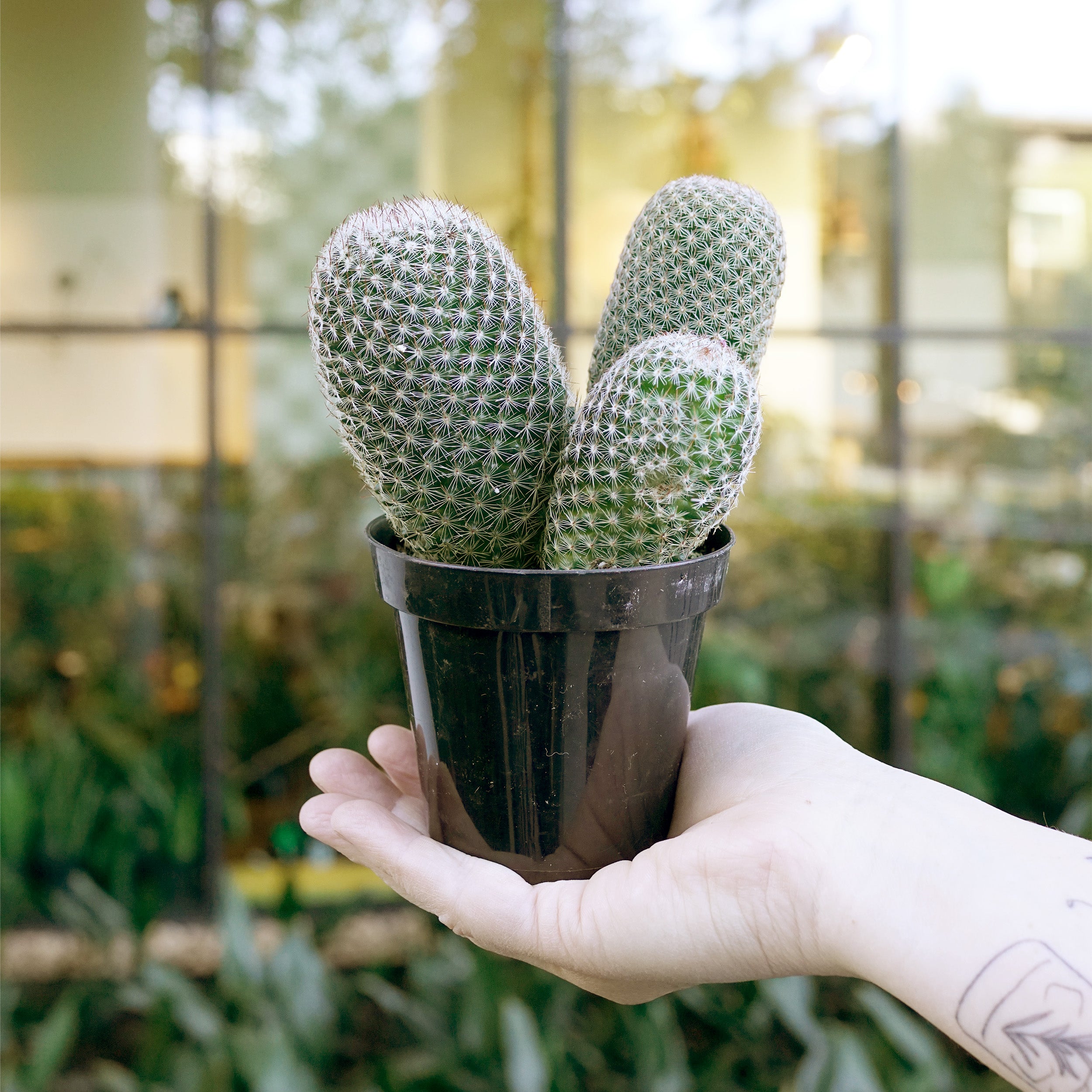 Mammillaria matudae – The Victorian Atlanta