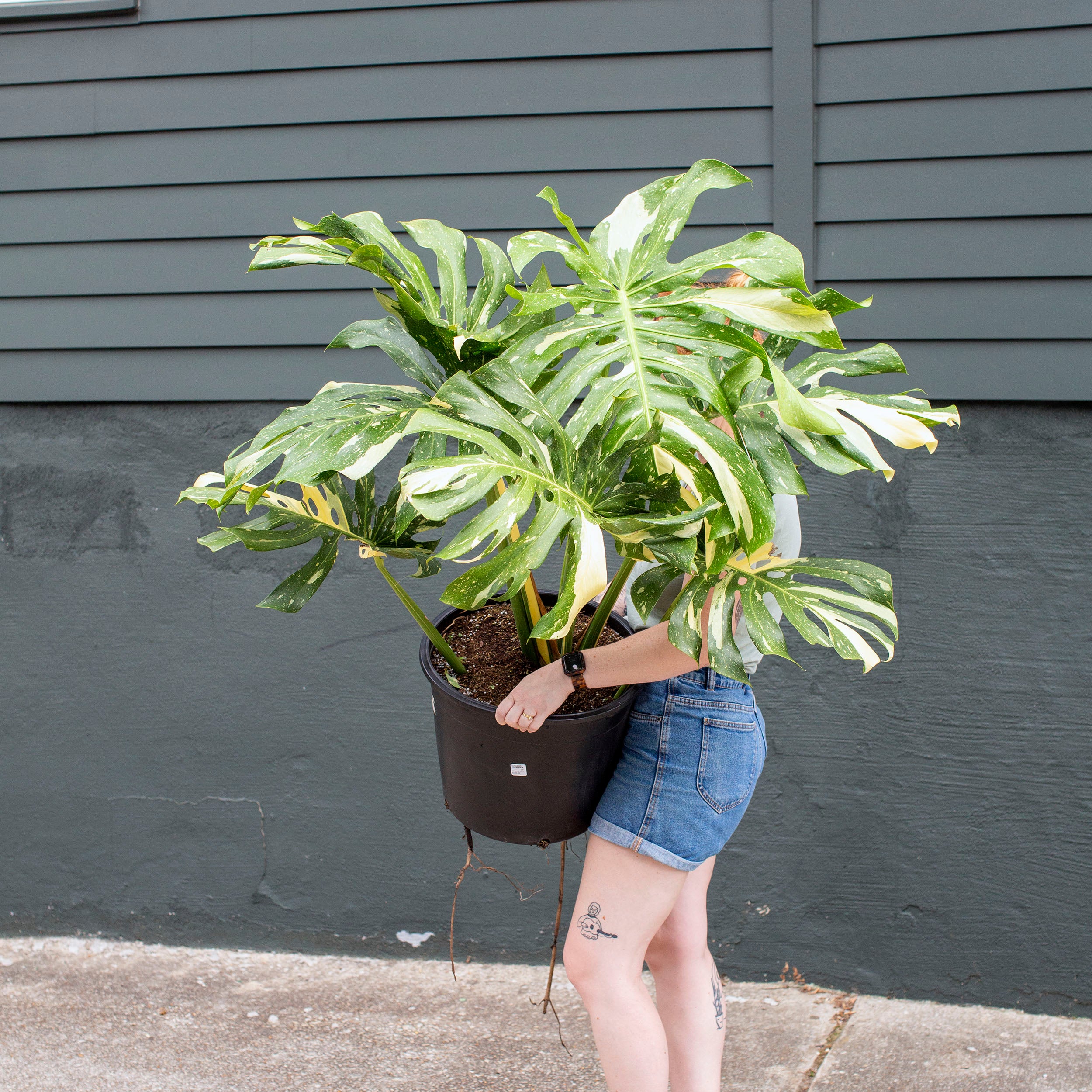 big monstera thai constellation Monstera 'Thai Constellation'