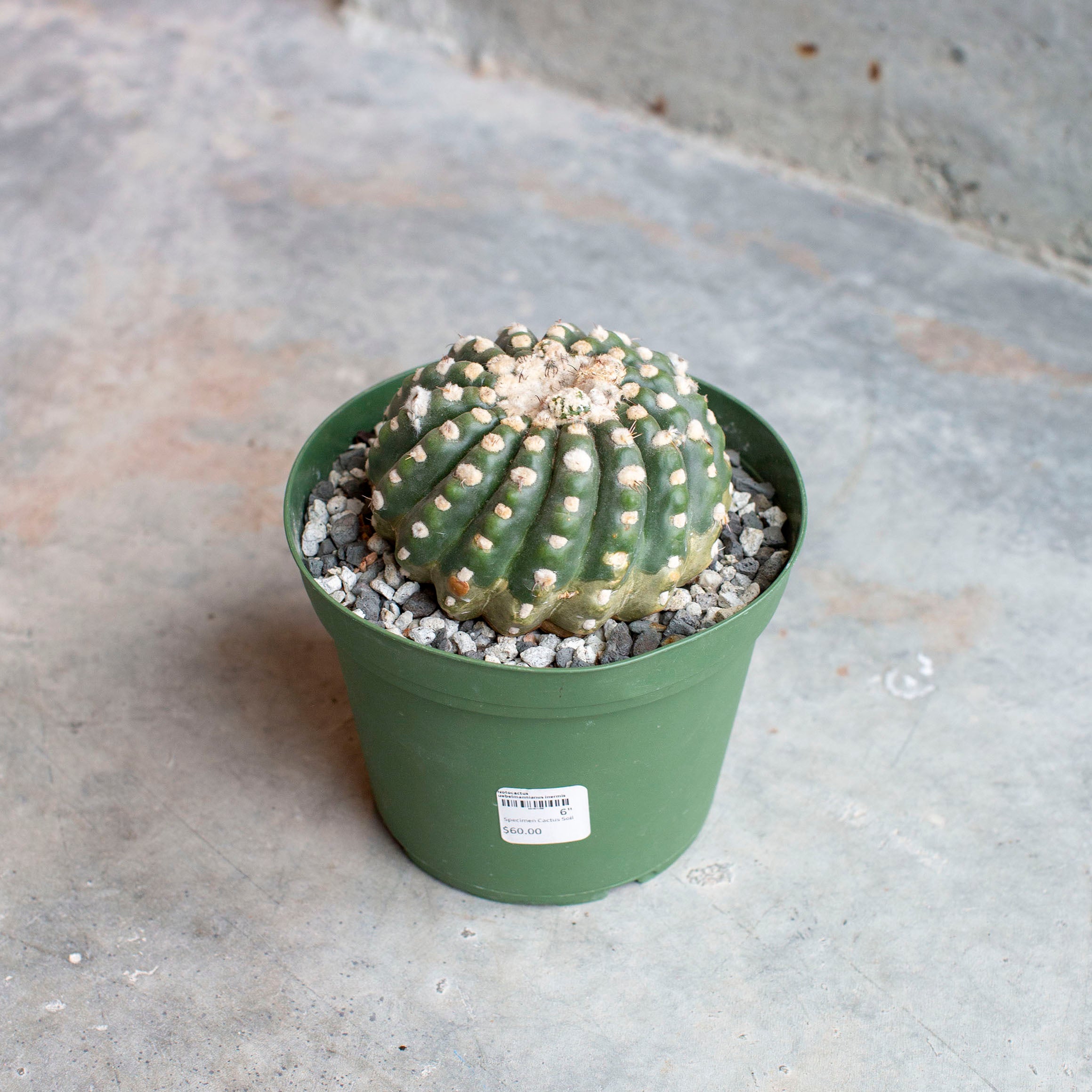 Notocactus uebelmannianus inermis – The Victorian Atlanta