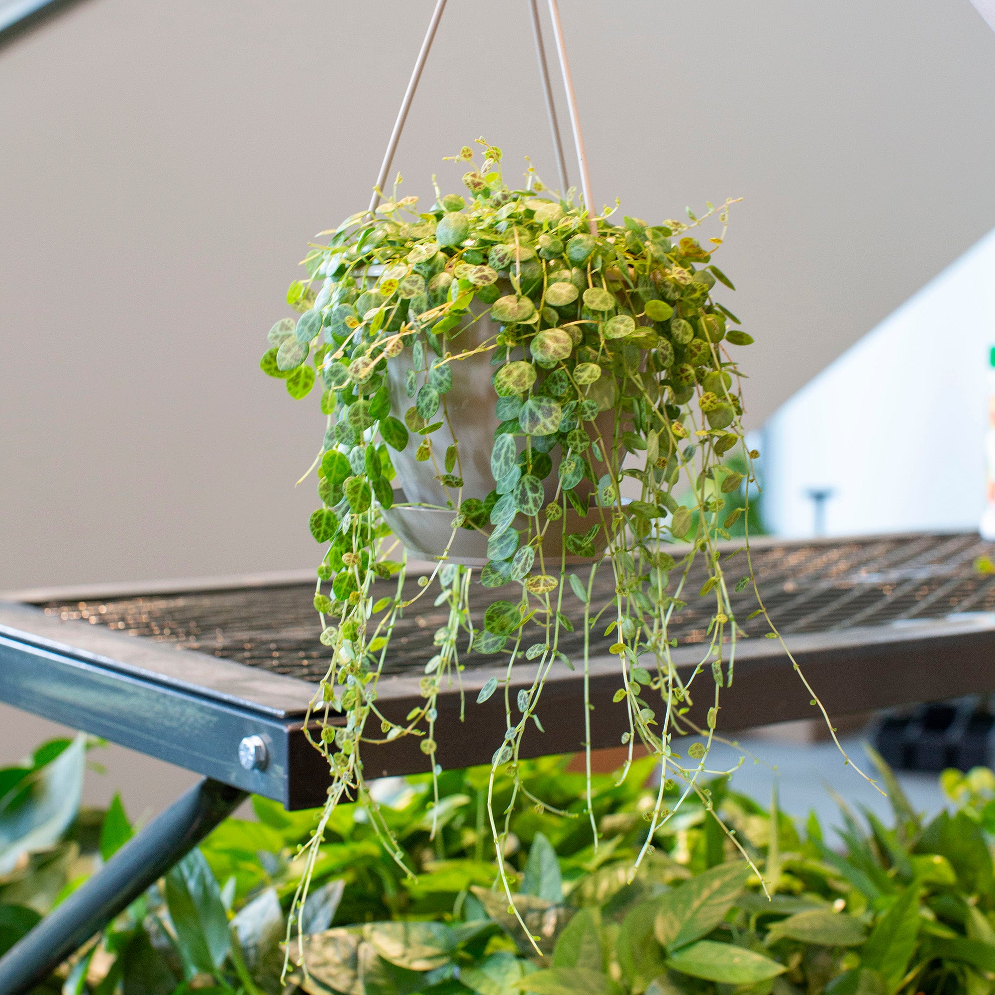 Peperomia prostrata Peperomia prostrata