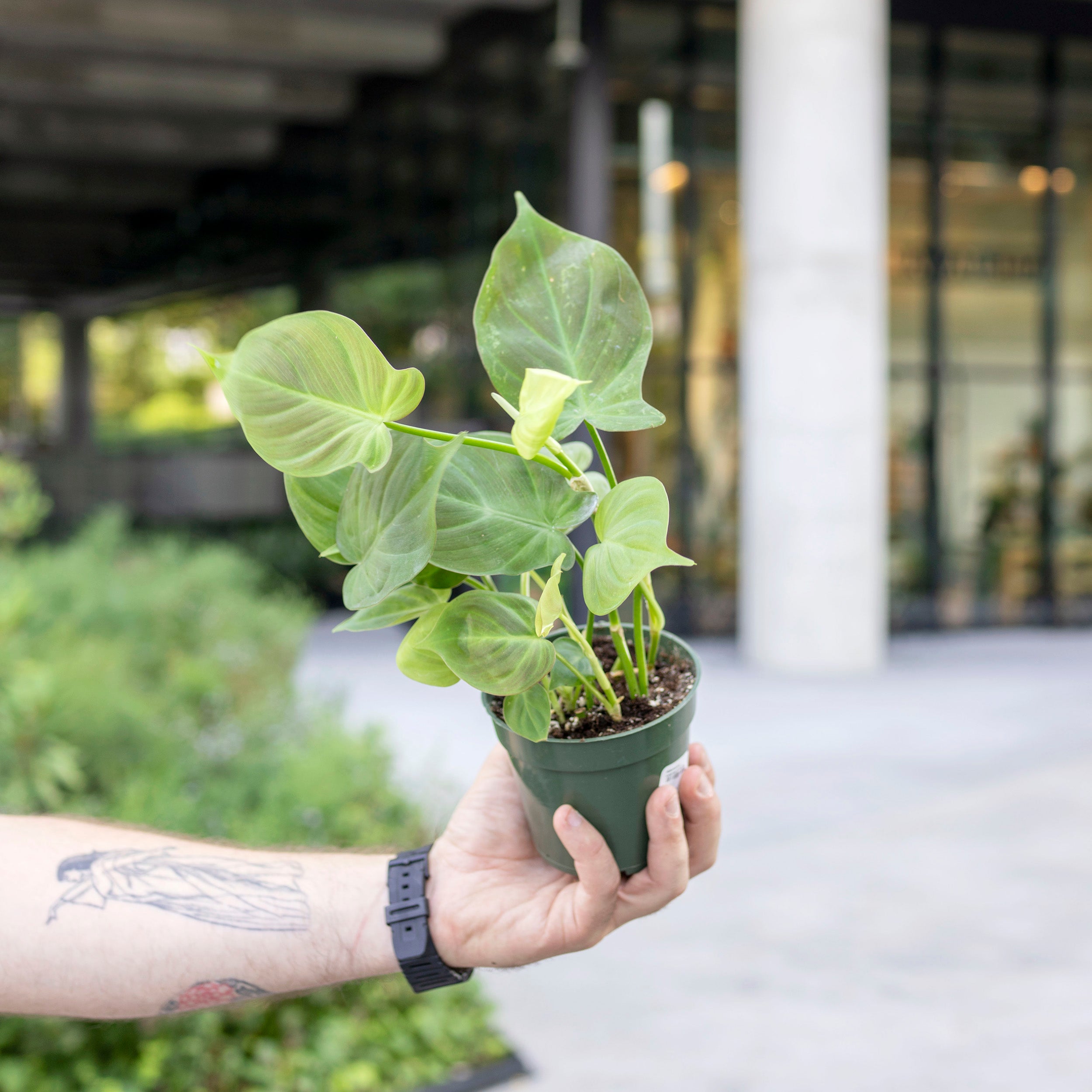 new philodendron Philodendron camposportoanum