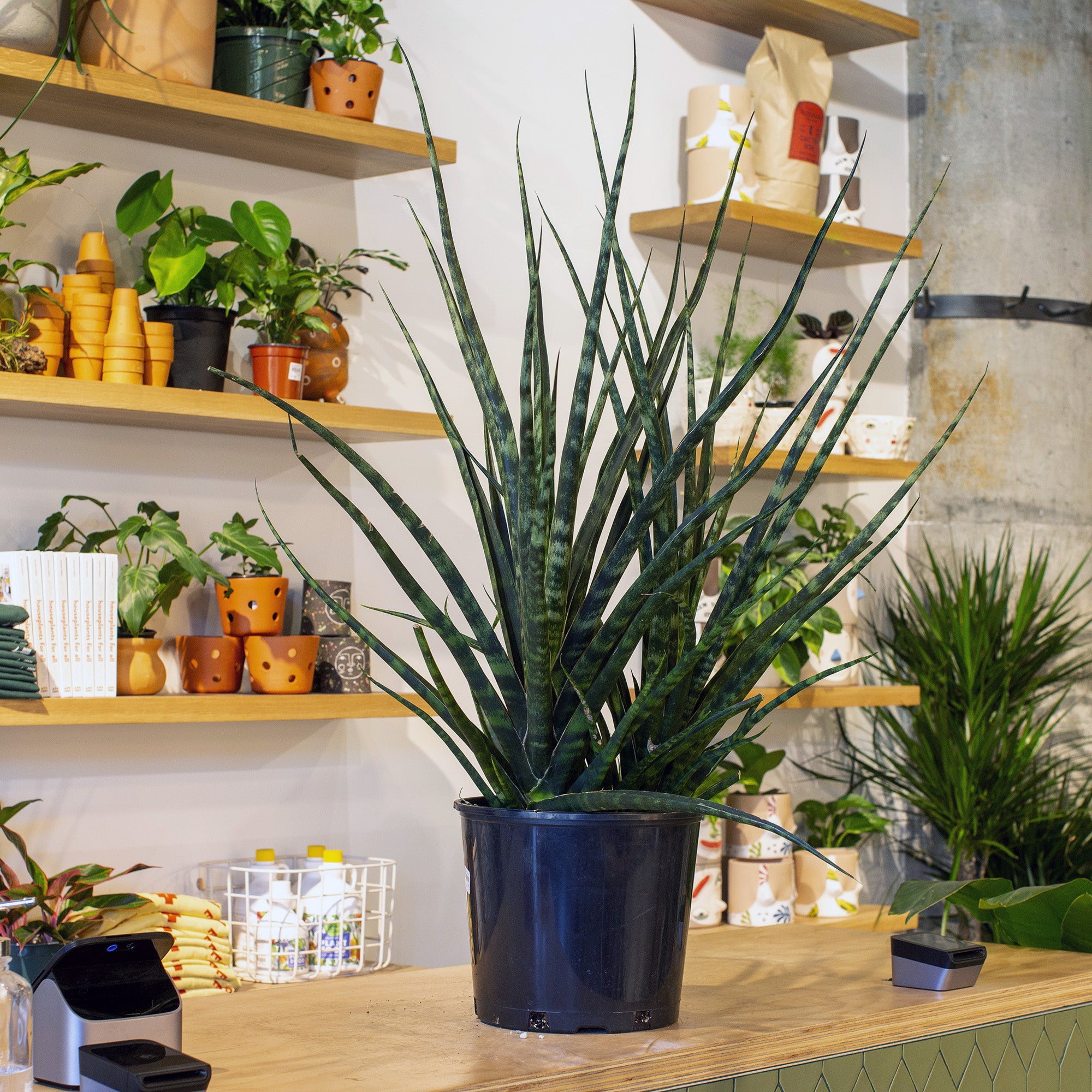 Sansevieria fernwood 'Mikado'