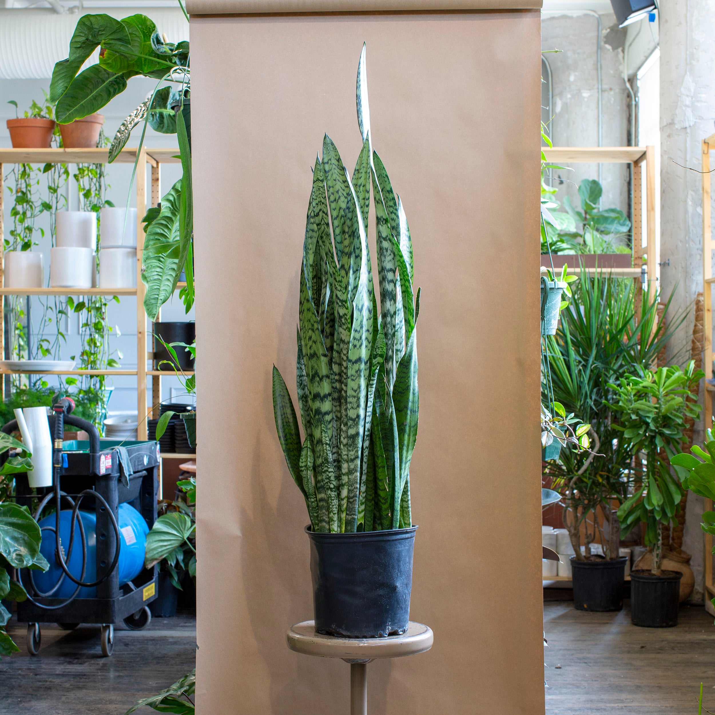 large indoor snake plant Sansevieria zeylanica – The Victorian Atlanta