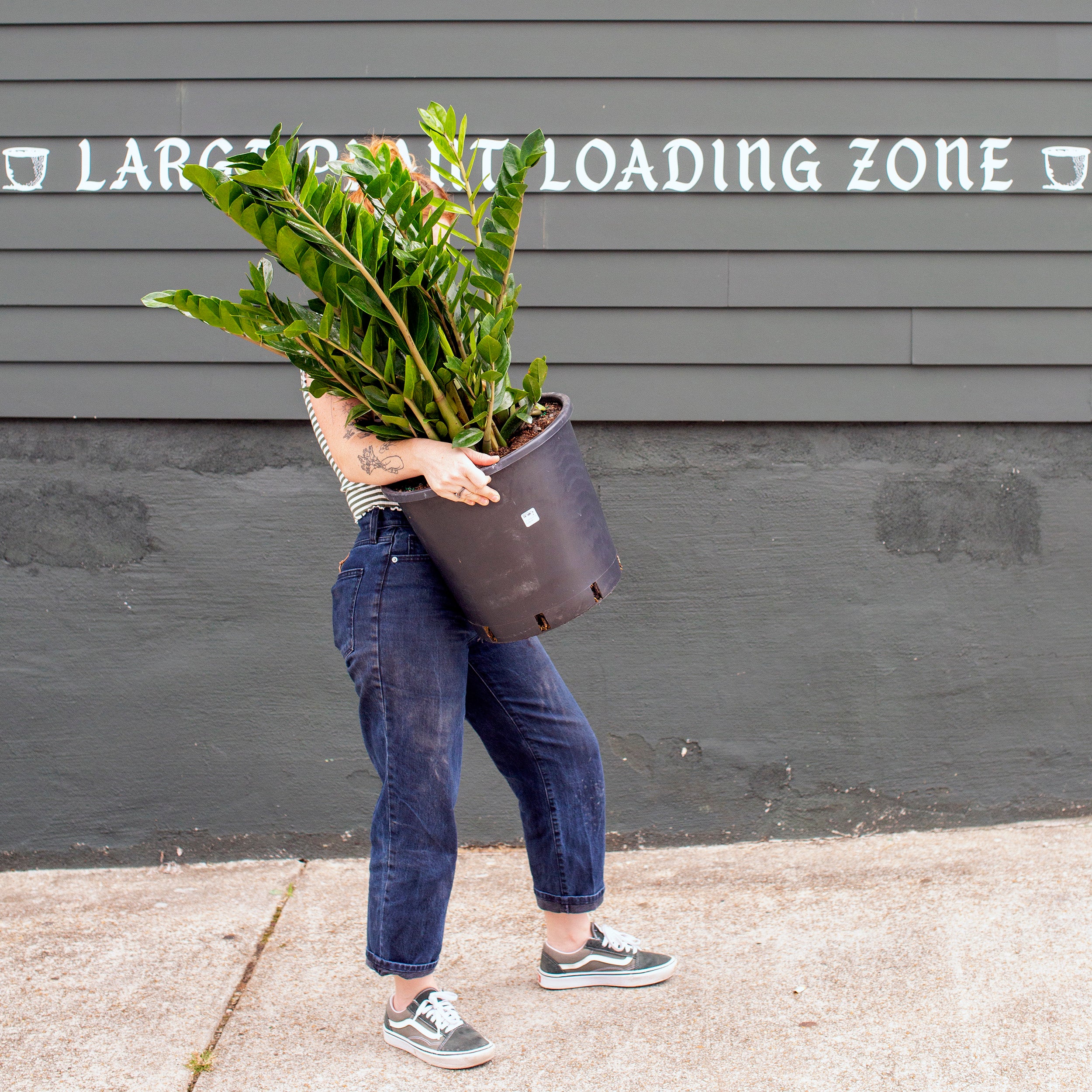 where can i buy a zz plant near me Zamioculcas zamiifolia (ZZ Plant) – The Victorian Atlanta