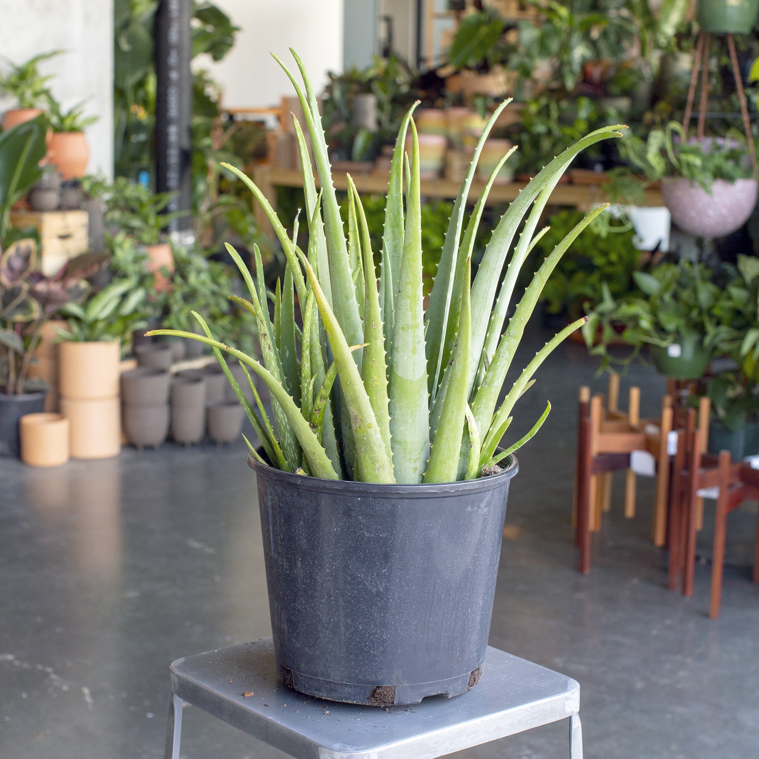 plastic aloe vera plant Aloe vera