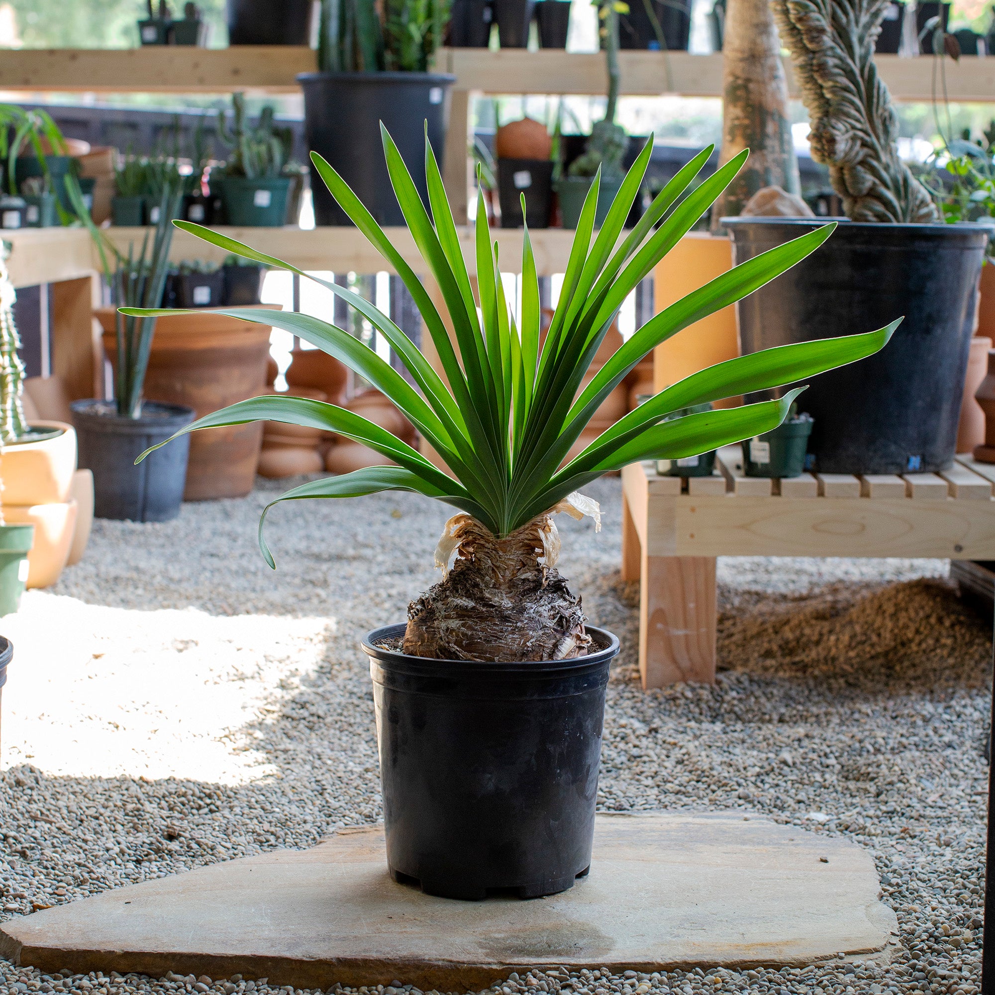 現品】 ブーファン・デスティチャ（ブーファン・デスティカ） 6号 GT番