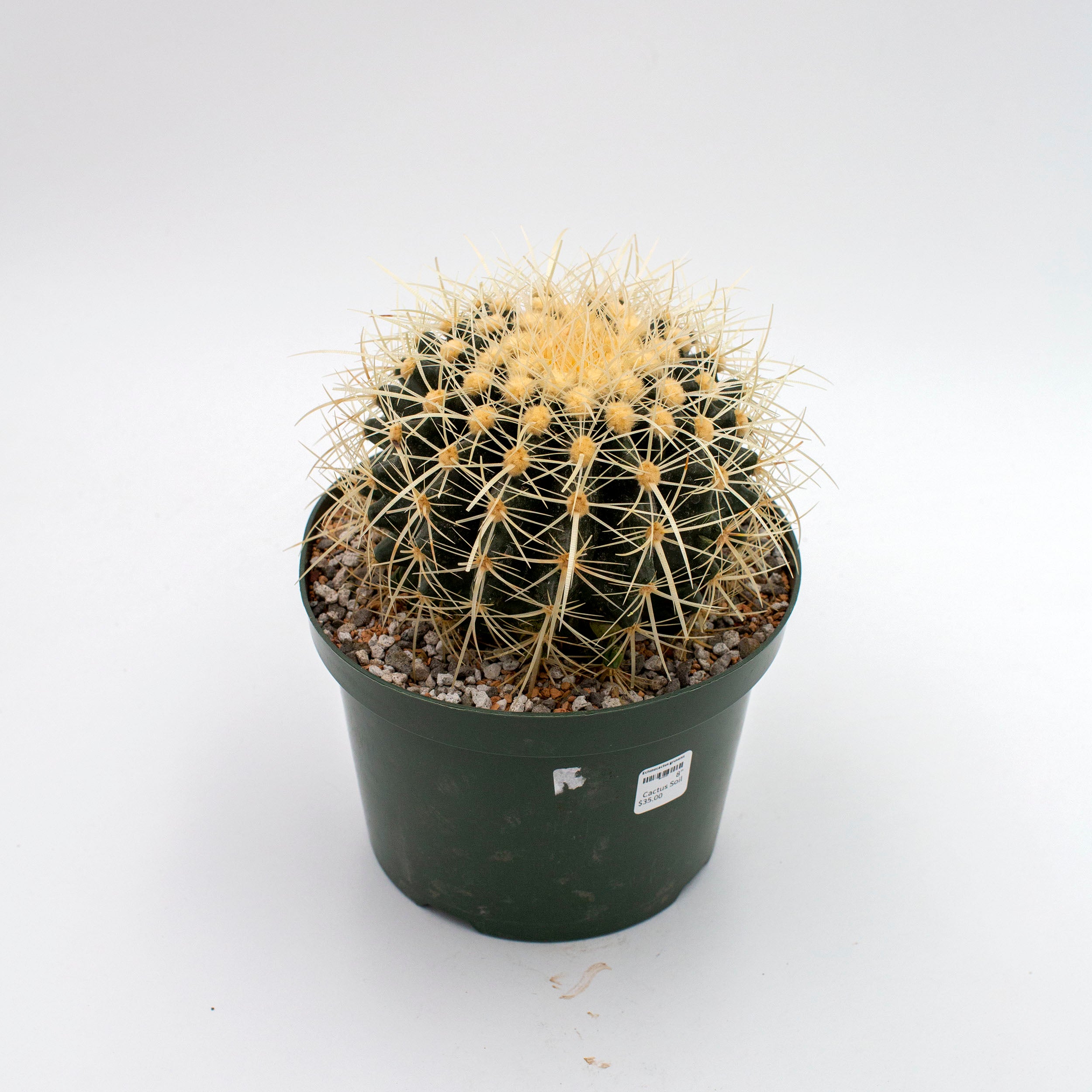 golden barrel cactus soil Echinocactus grusonii 'Golden Barrel Cactus'