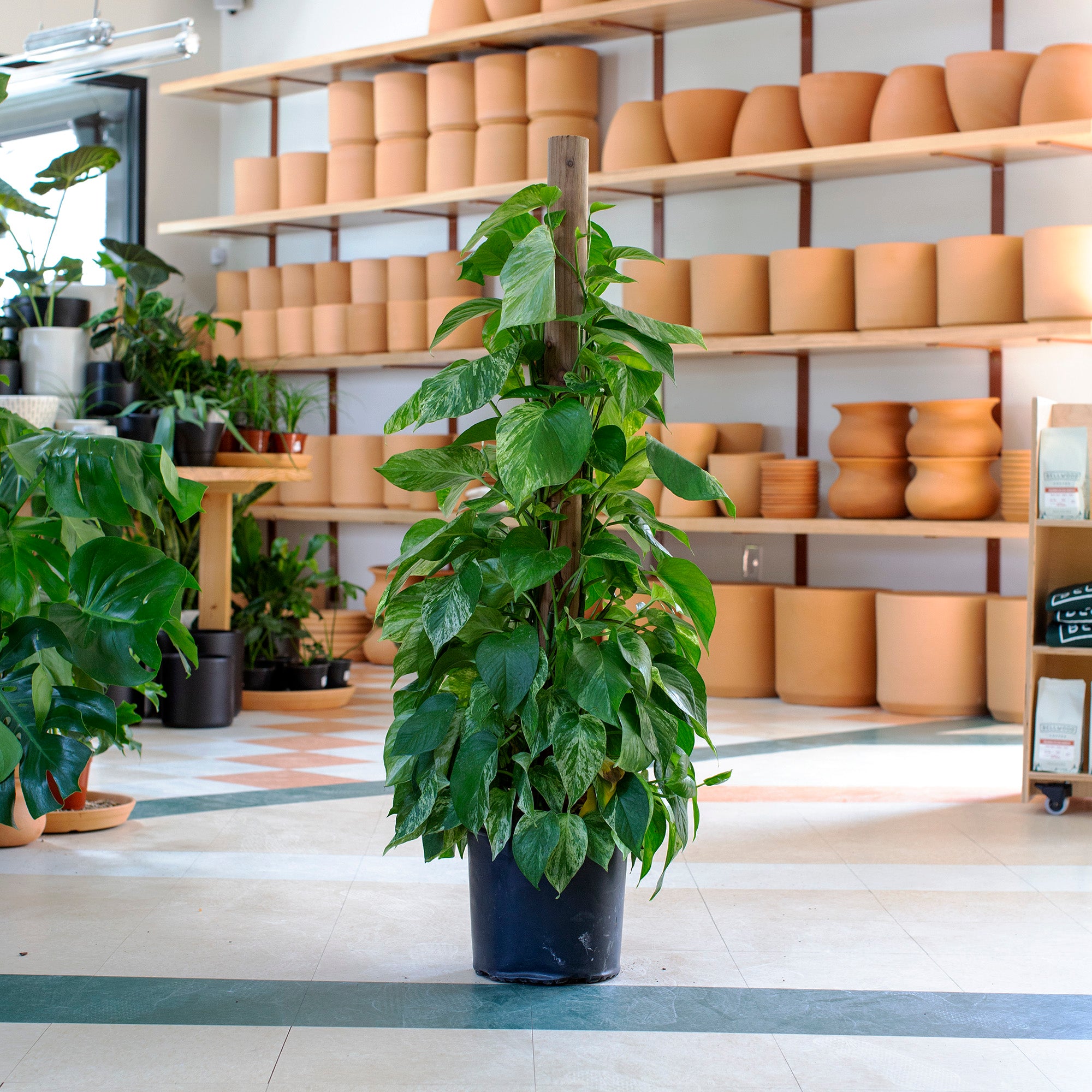 marble queen pothos on moss pole Epipremnum aureum 'Marble Queen' – The Victorian Atlanta