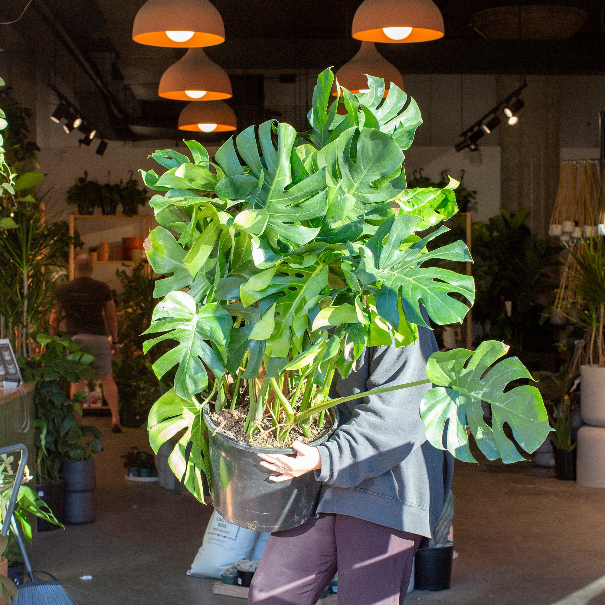 monstera deliciosa ingrijire Monstera deliciosa – The Victorian Atlanta