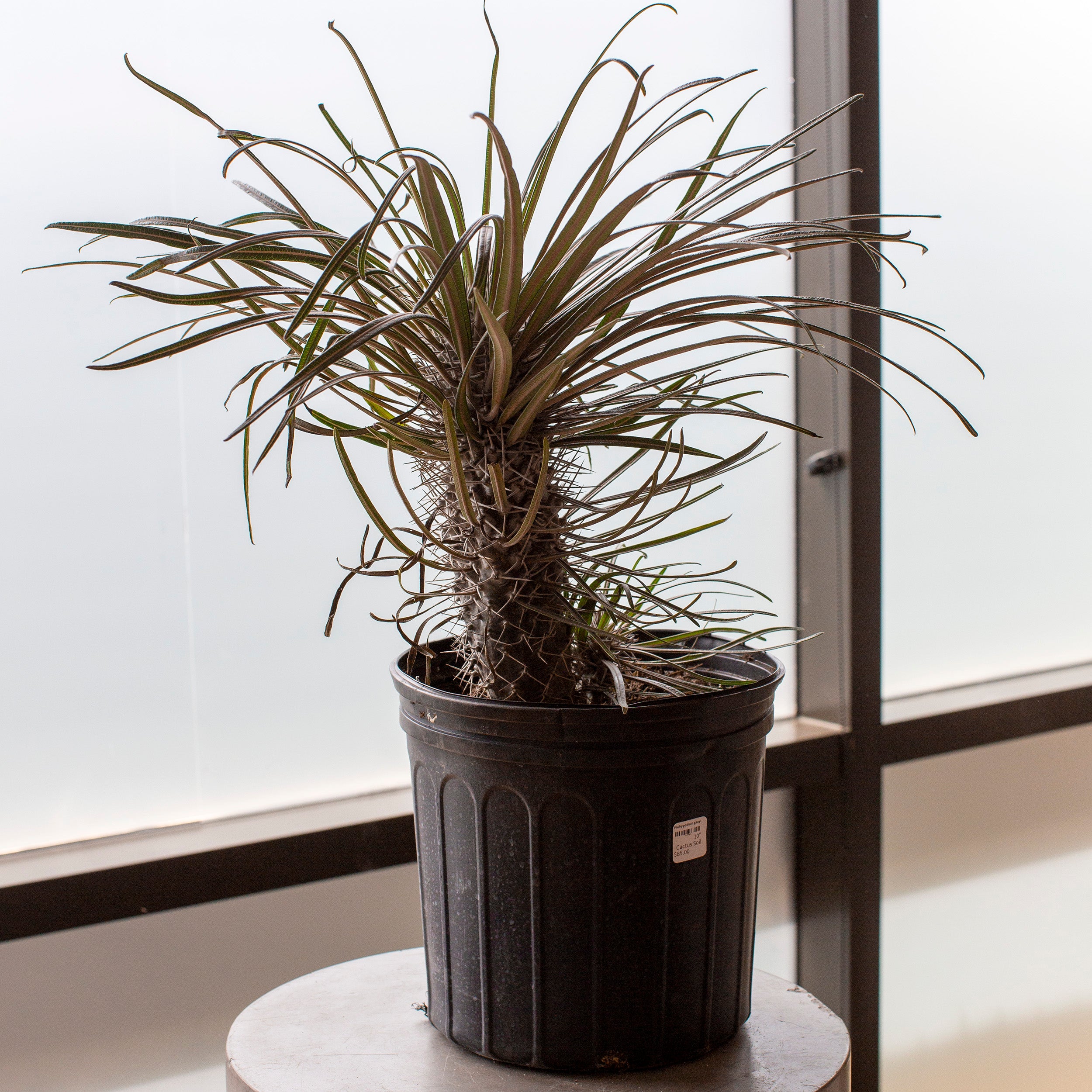 dracaena cactus soil Pachypodium geayi