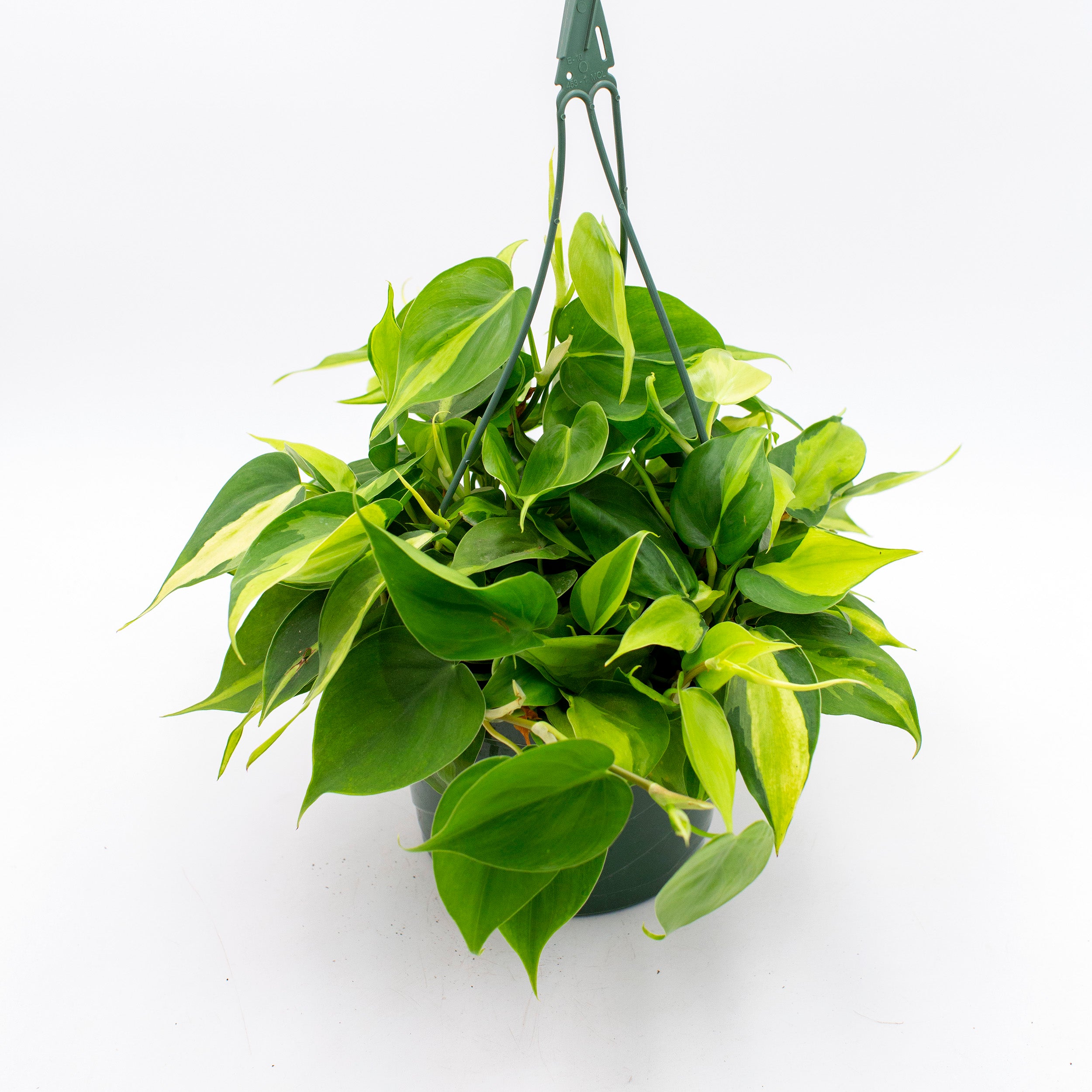 Philodendron cordatum 'Brasil'
