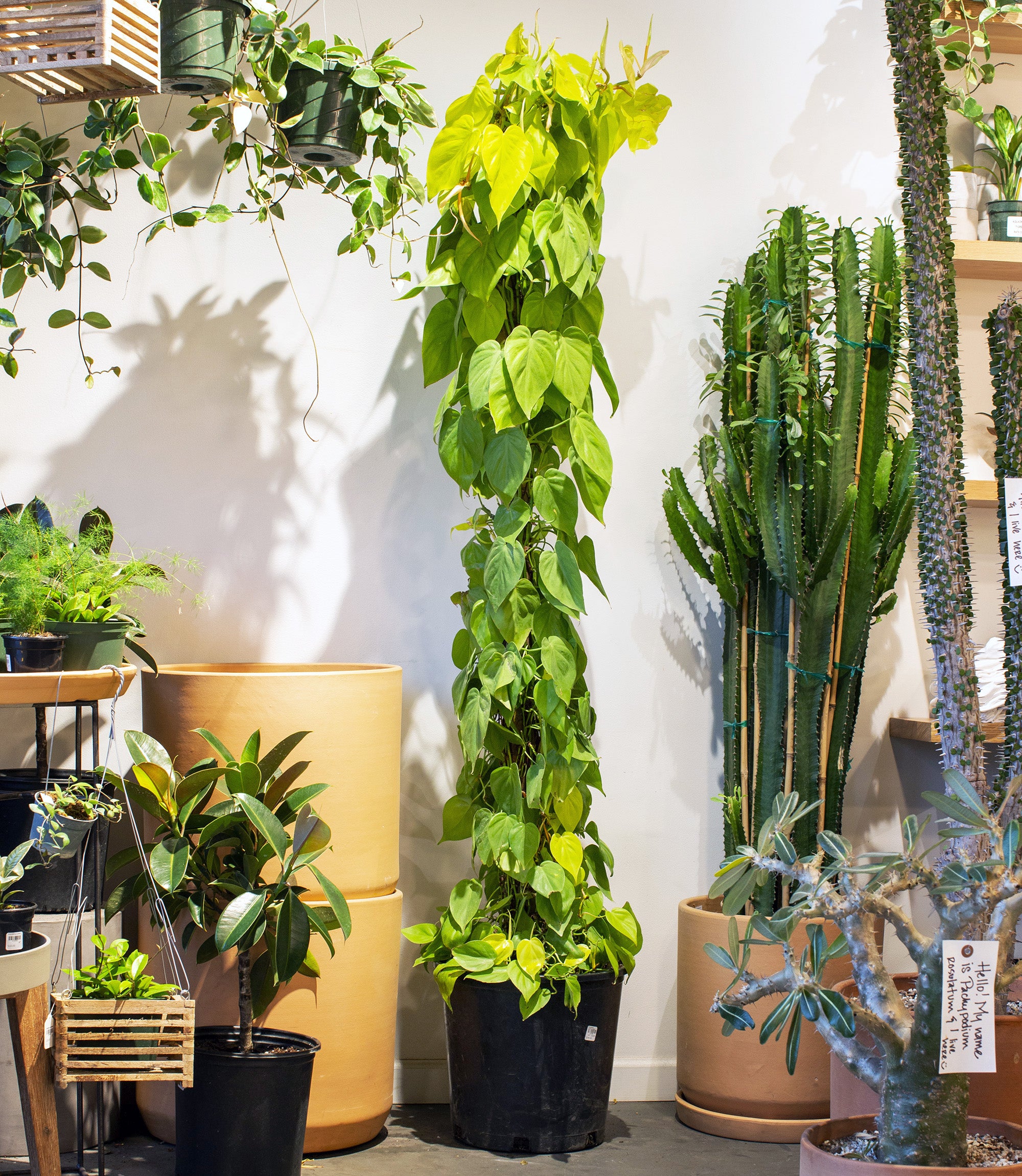 Philodendron cordatum 'Lemon Lime'