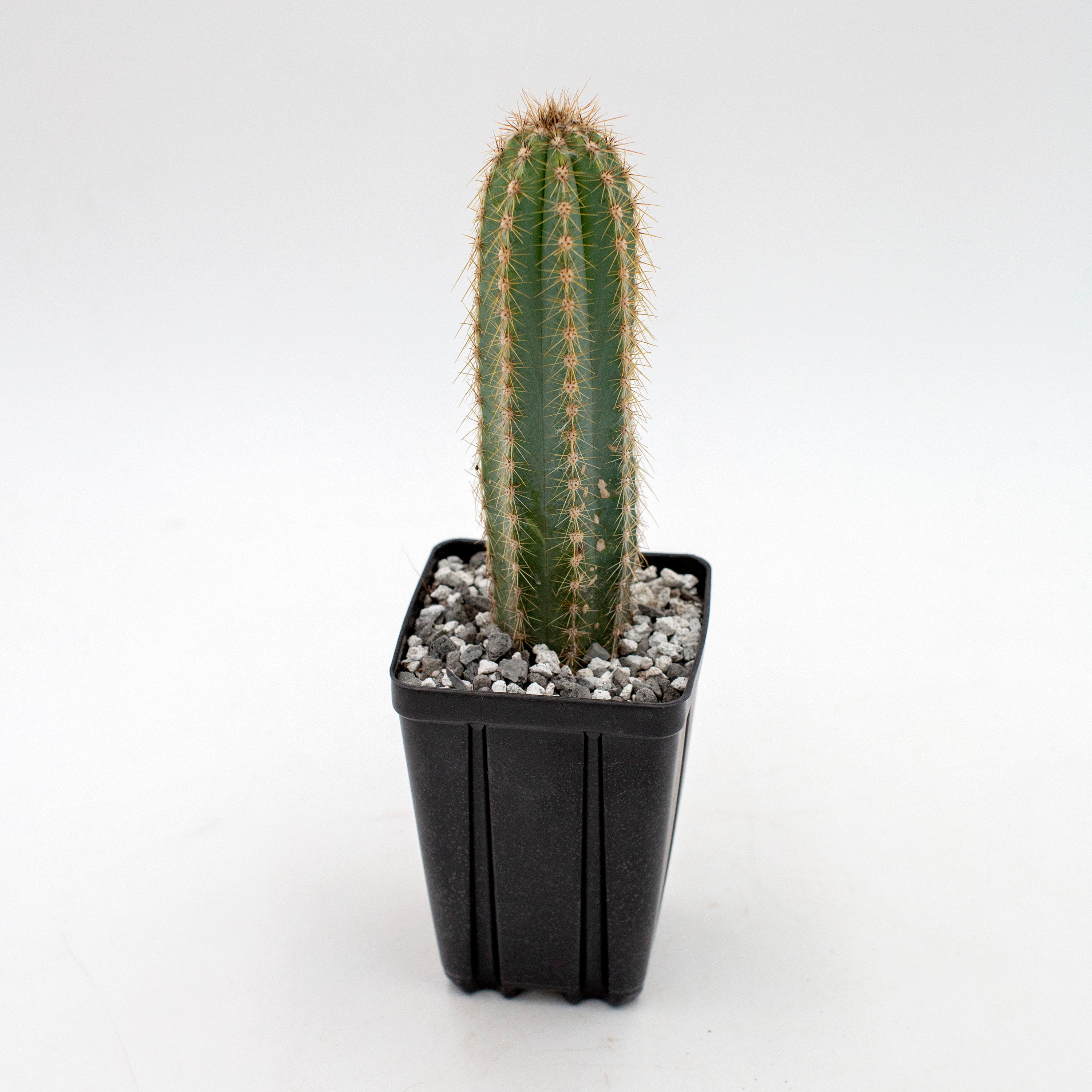 cactus pilosocereus azureus Pilosocereus azureus – The Victorian Atlanta