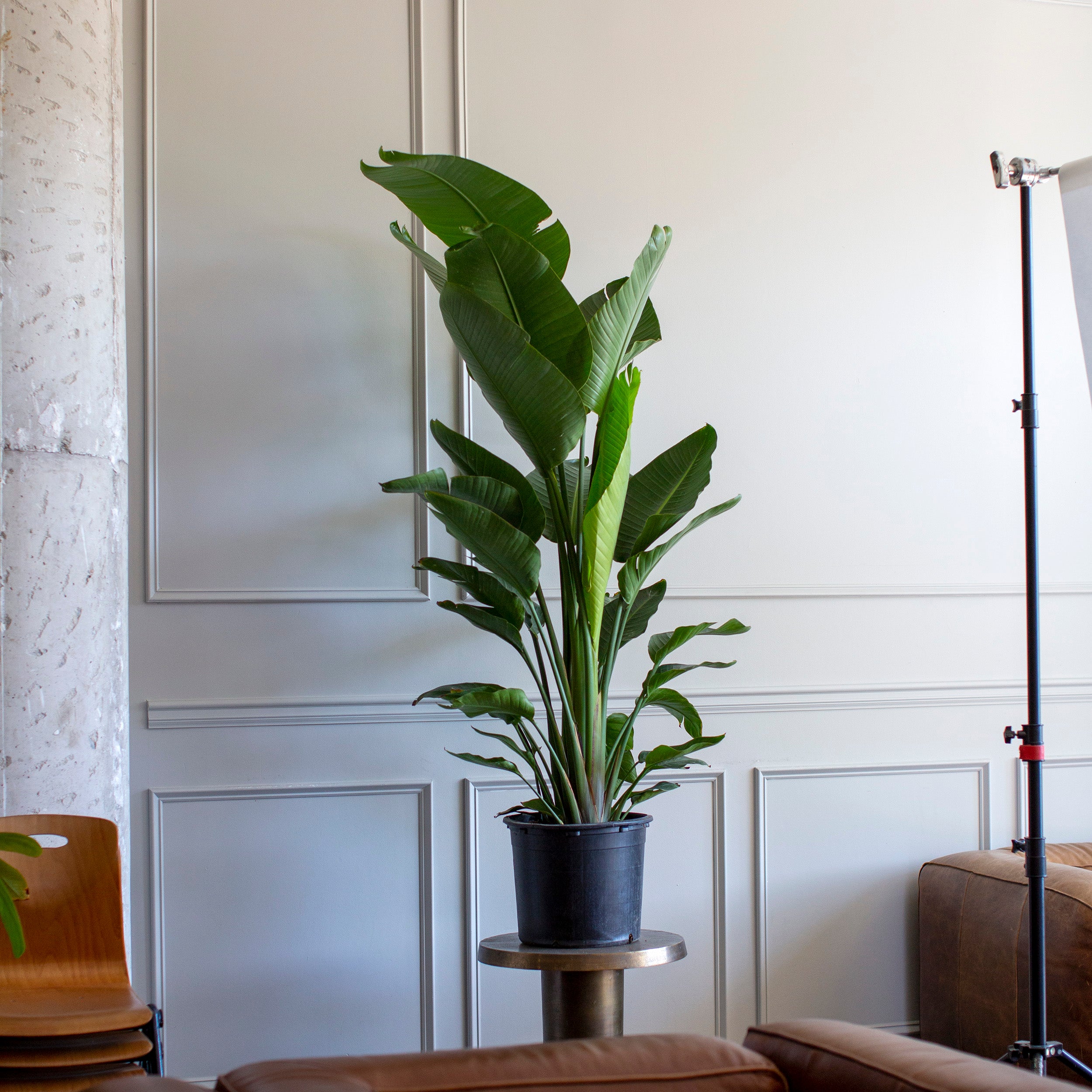 nicolai plant indoor Strelitzia nicolai 'White Bird of Paradise' – The Victorian Atlanta