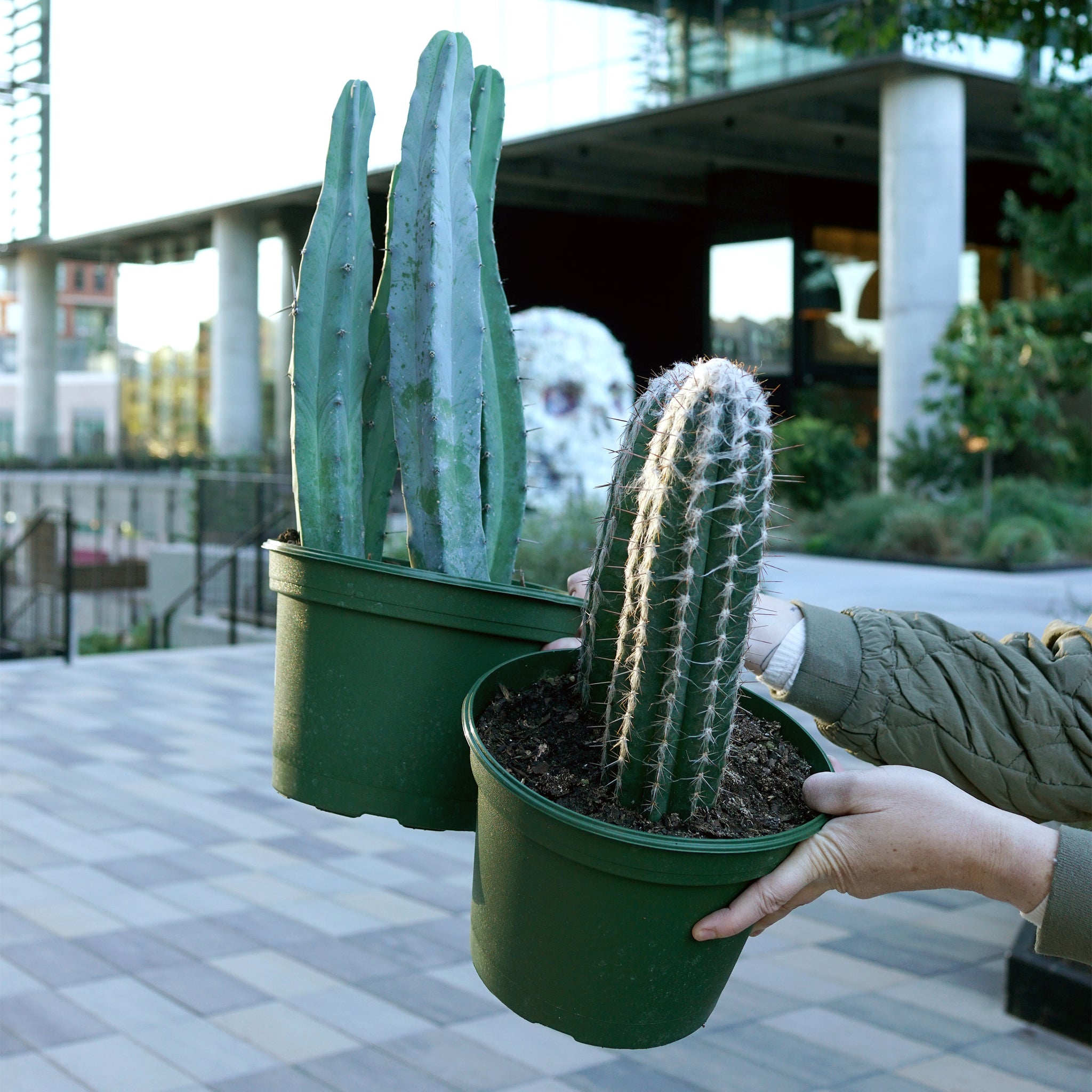 Cactus species variety