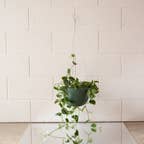 CLIFTON hanging plant pot
