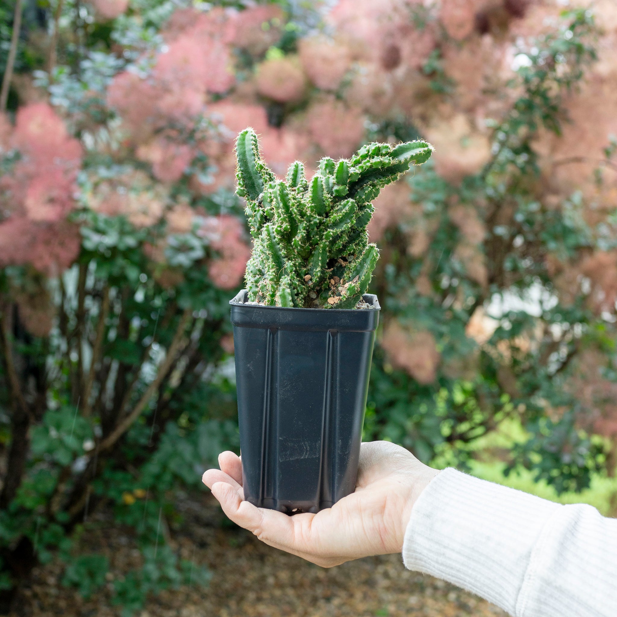 Acanthocereus tetragonus 'Fairy Castle Cactus'