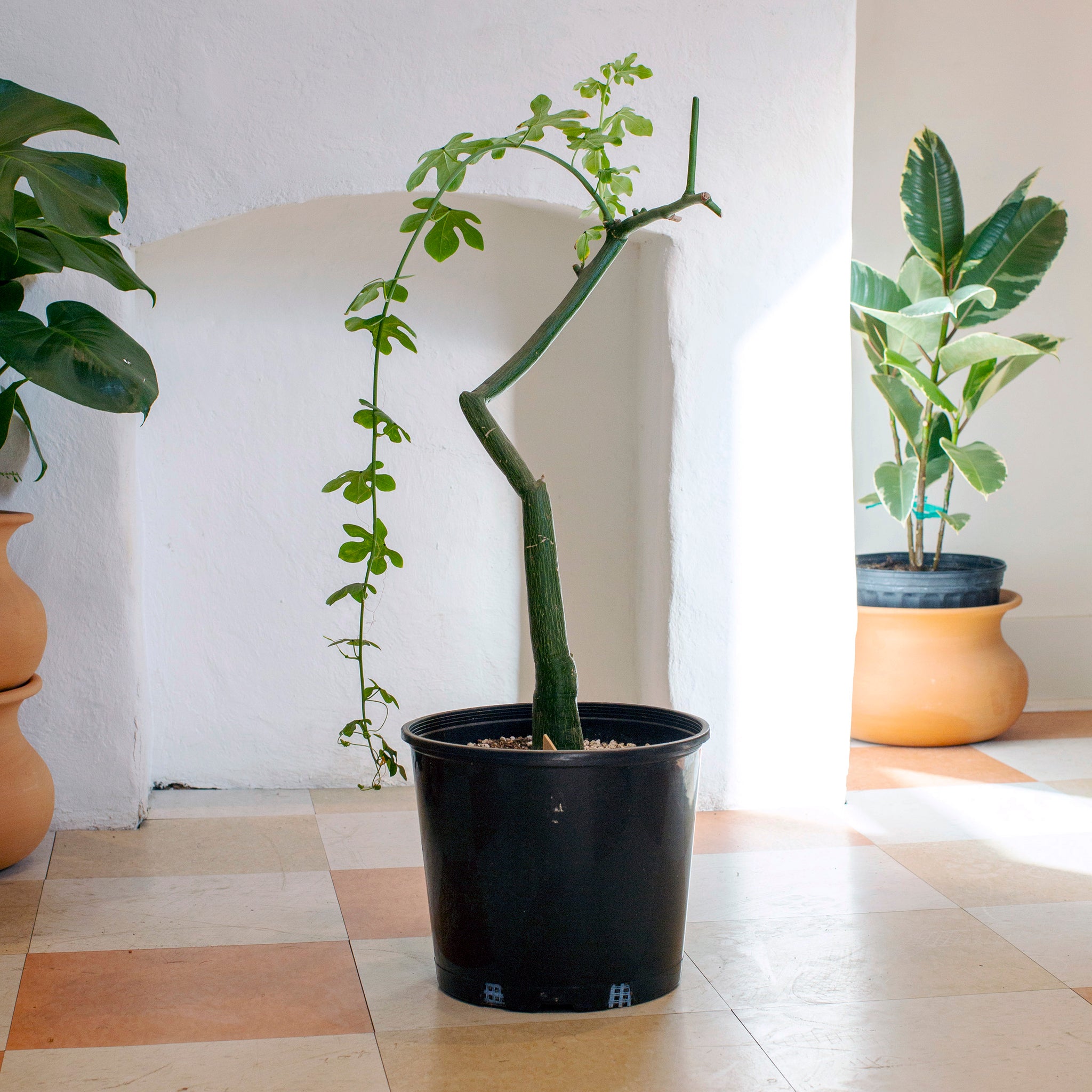 Adenia venenata