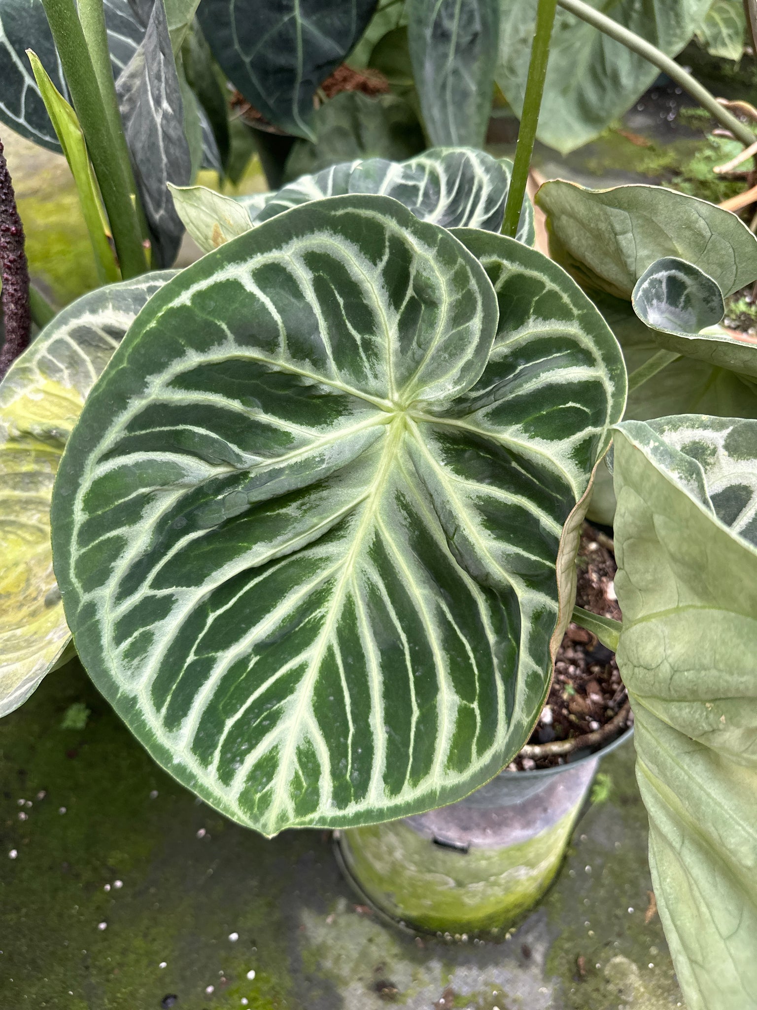 Anthurium doriyaki x Anthurium red crystallinum 'Purple'