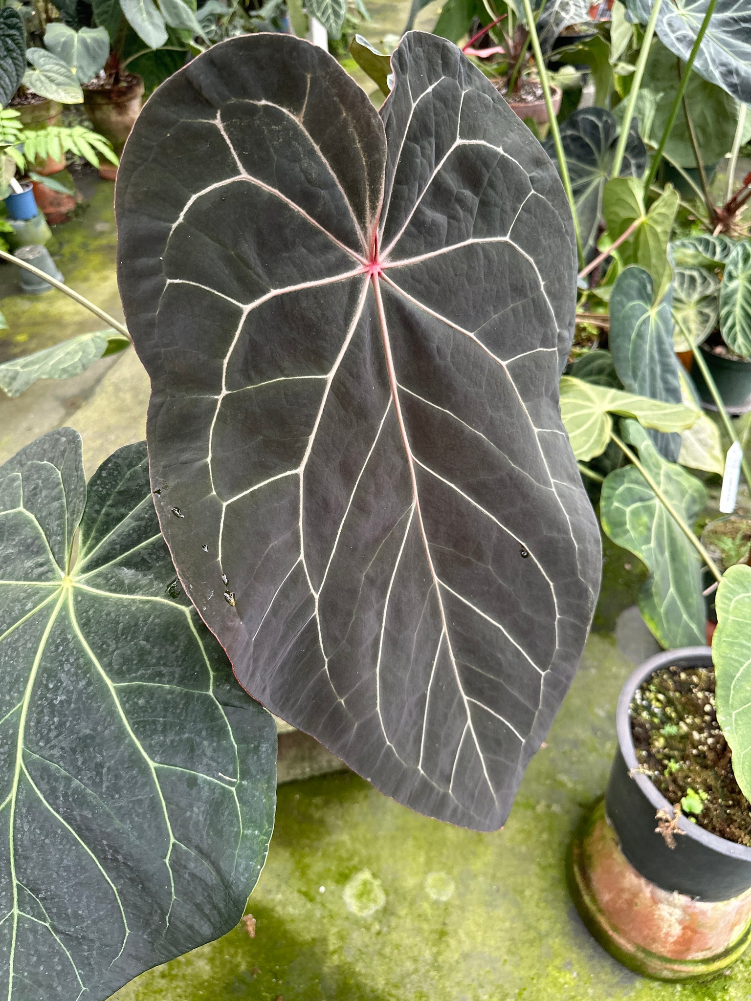 Anthurium 'Tim Anderson Black' x Anthurium 'Griege' / red crystallinum