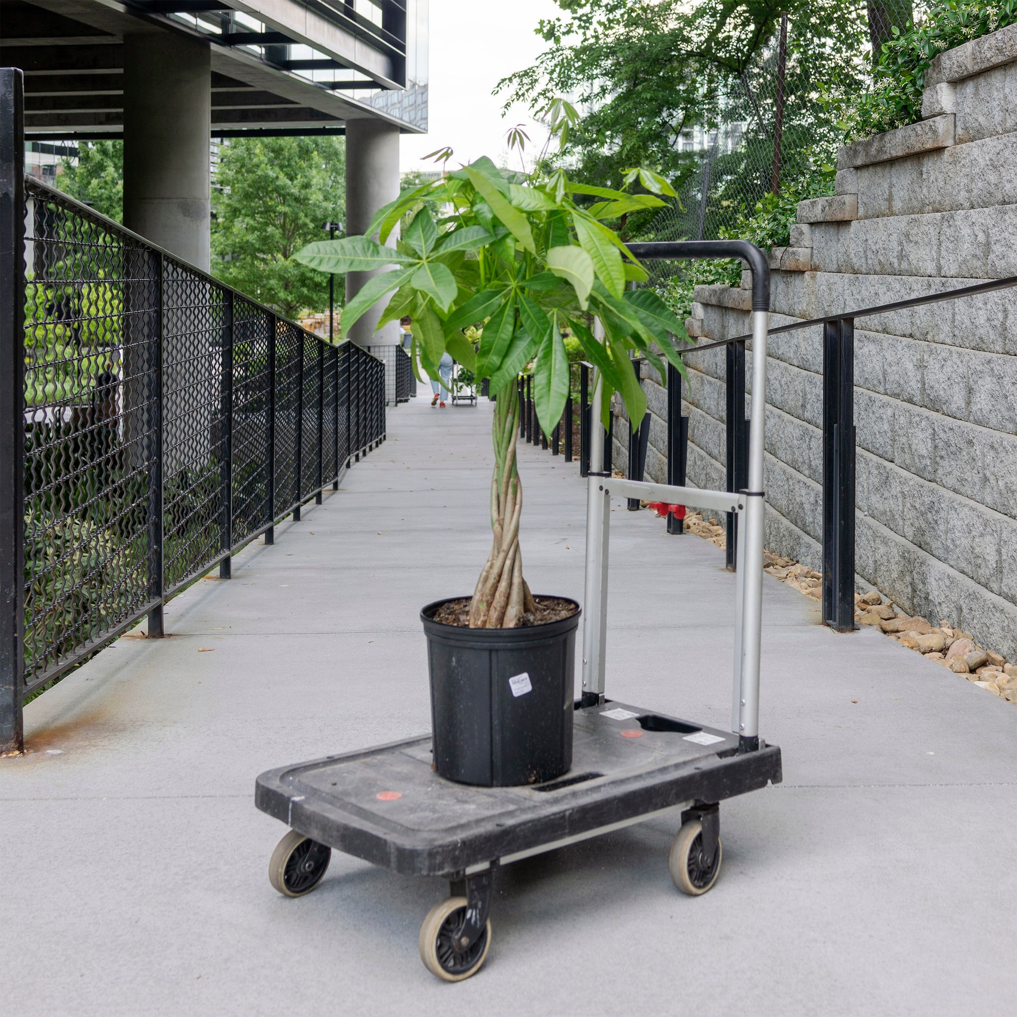 money tree shade Pachira aquatica 'Money Tree' – The Victorian Atlanta