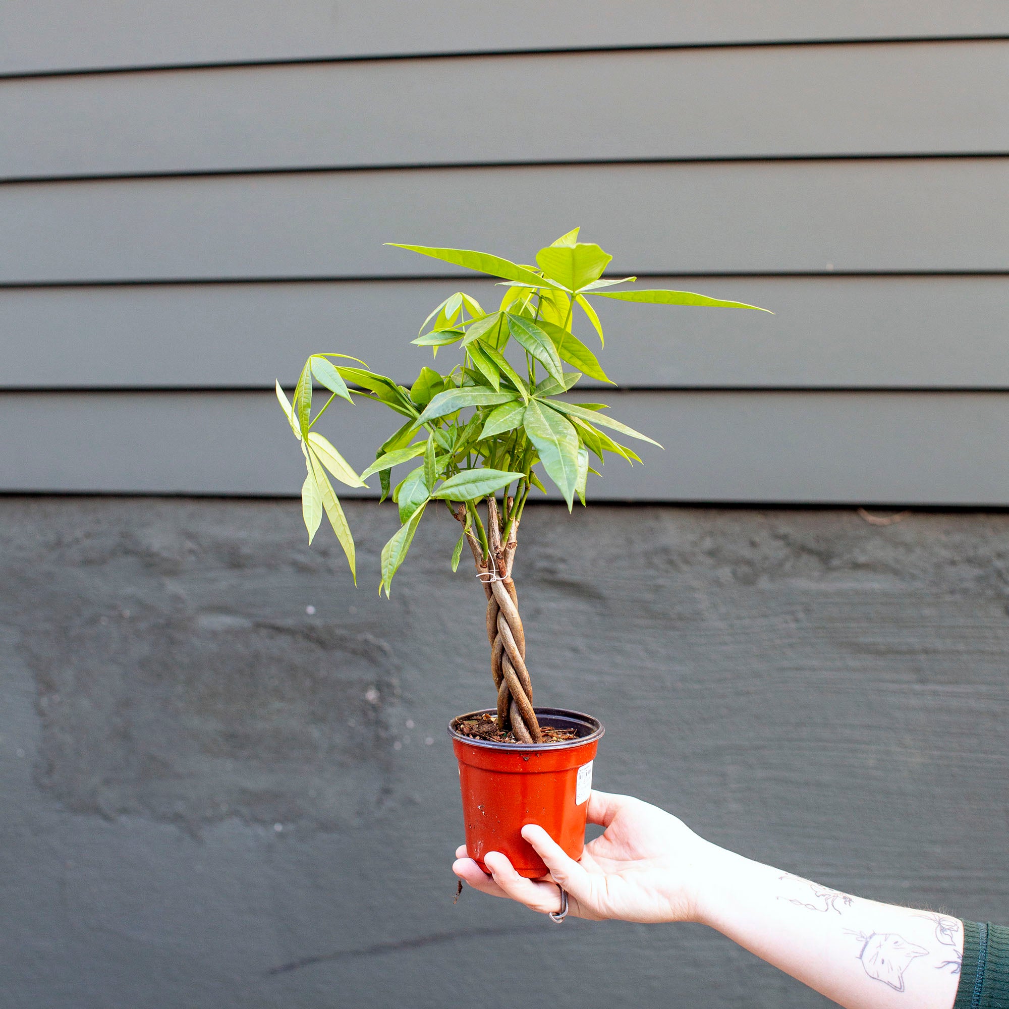 money tree oregon Pachira aquatica 'Money Tree'