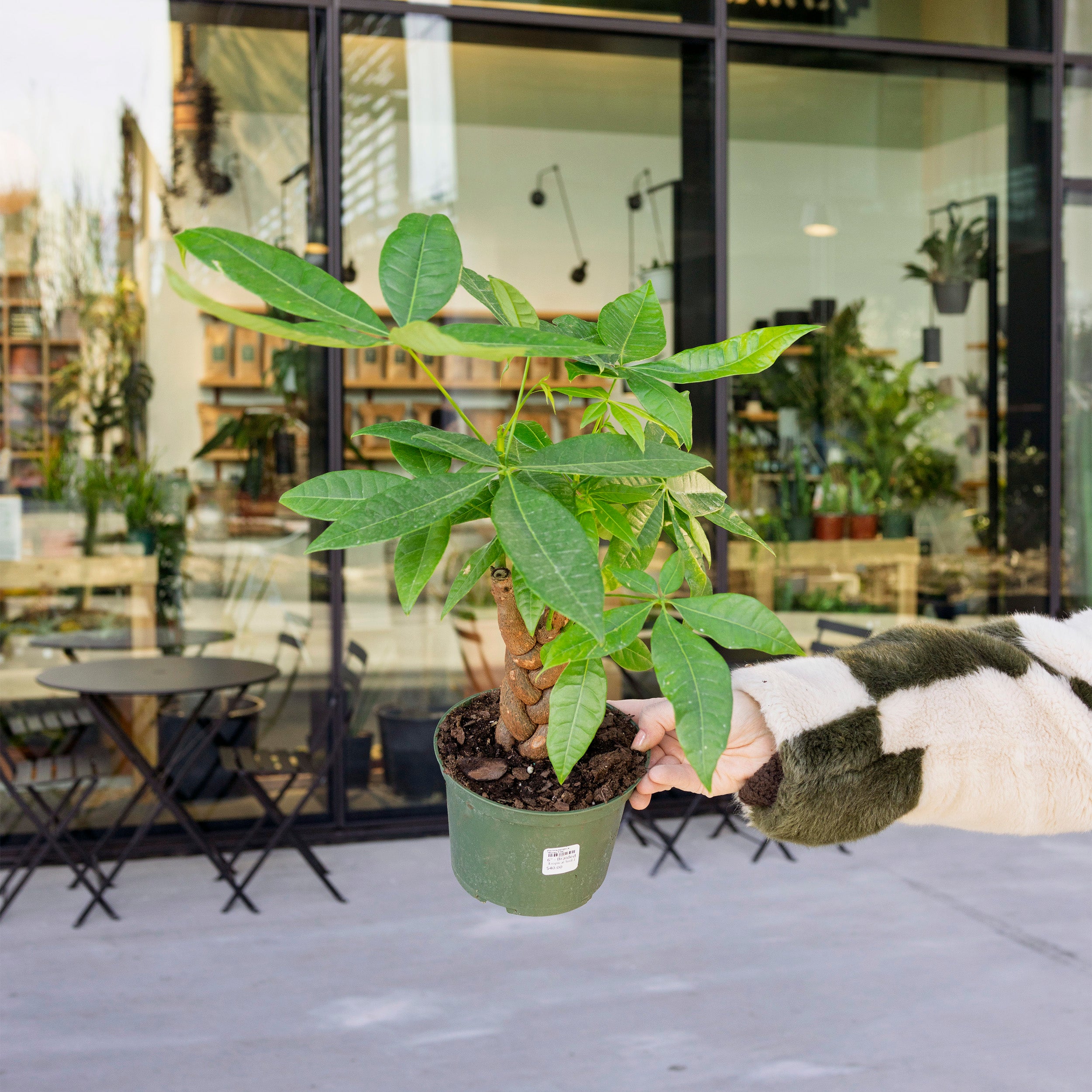 money tree national city Pachira aquatica 'Money Tree' – The Victorian Atlanta