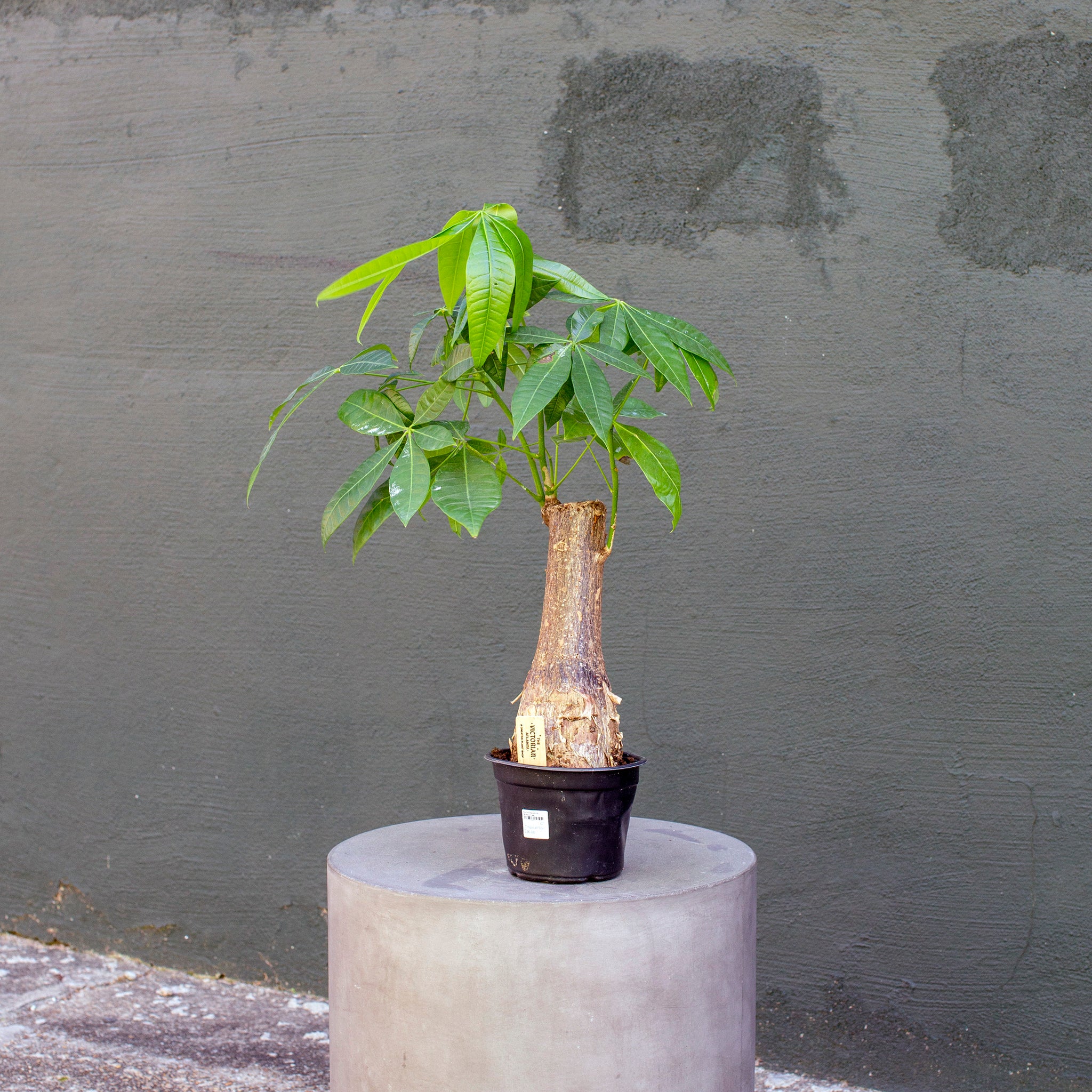 pachira stump money tree Pachira aquatica 'Money Tree' – The Victorian Atlanta