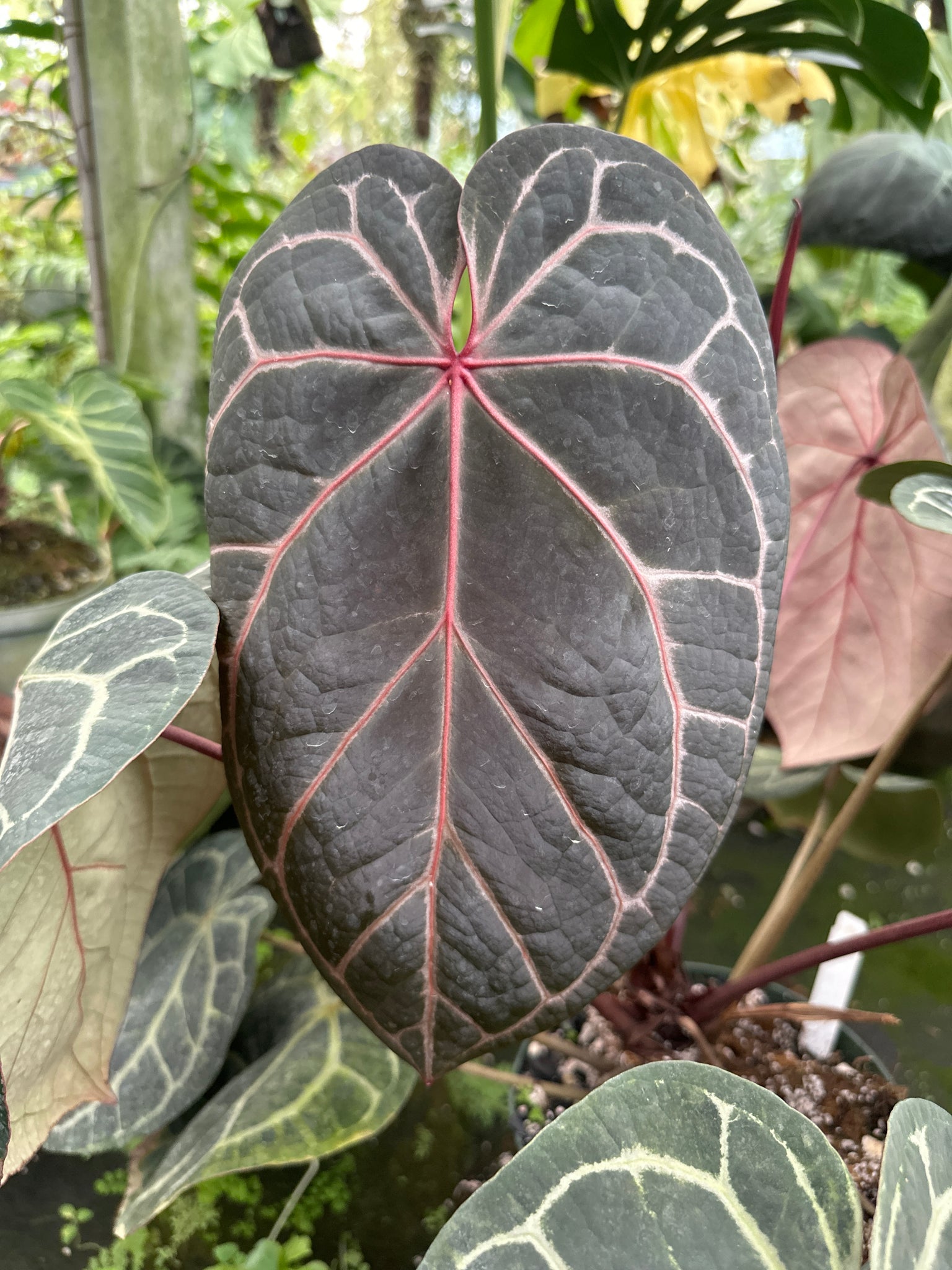 Anthurium doriyaki x Anthurium red crystallinum